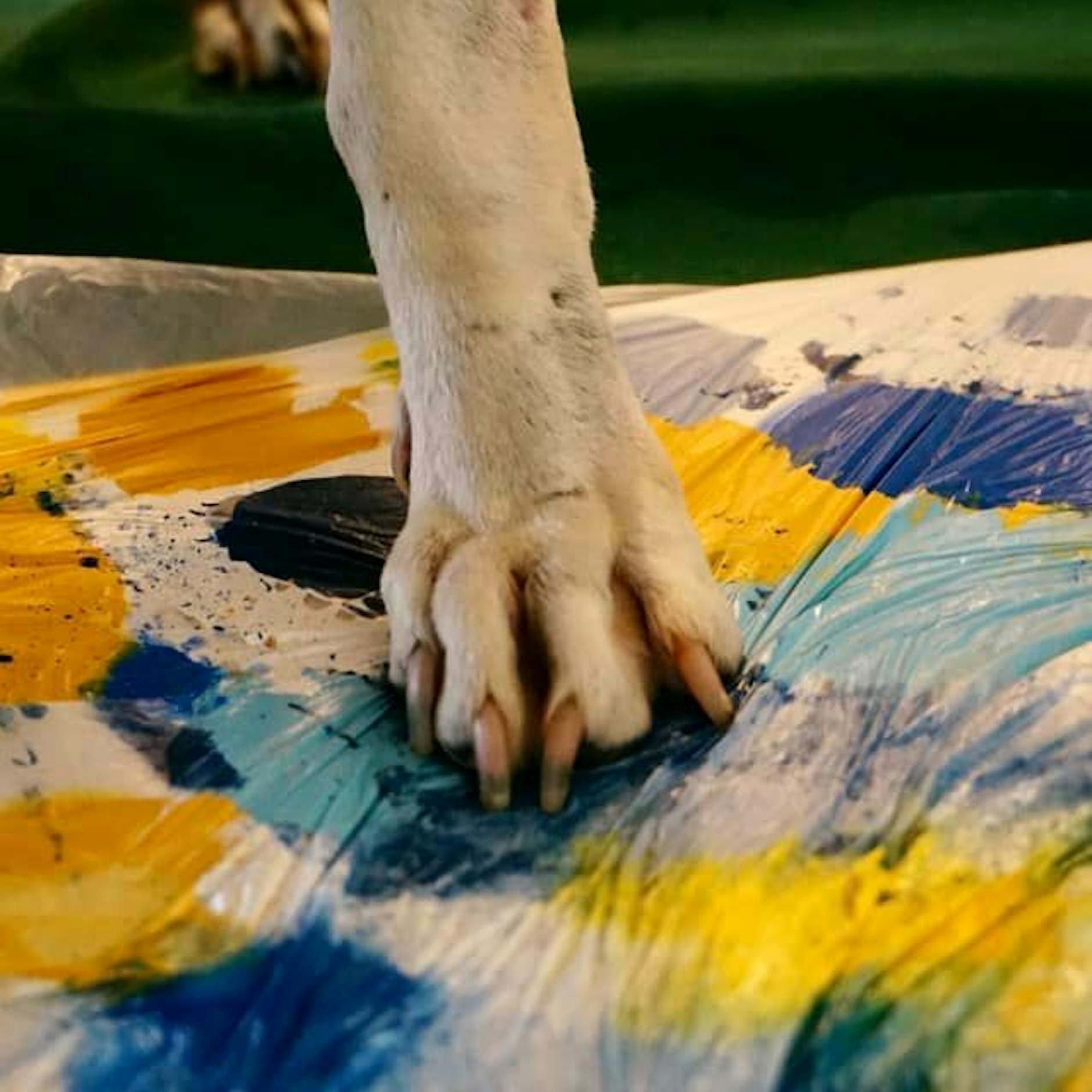 Der einohrige Hund Van Gogh lässt seiner Kreativität freien Lauf.