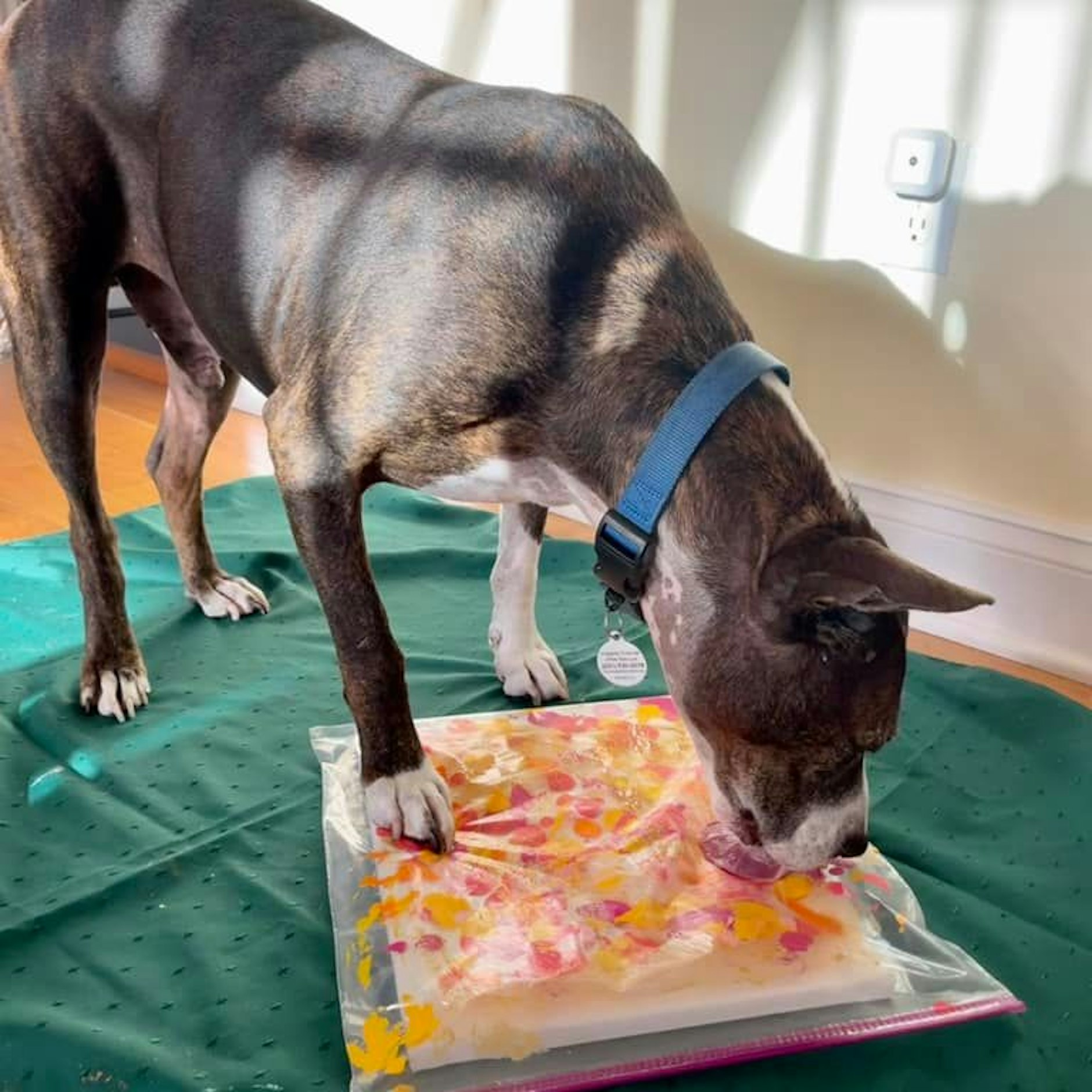 Pitbull-Boxer-Mix Van Gogh zaubert beeindruckende Kunstwerke auf Leinwände.