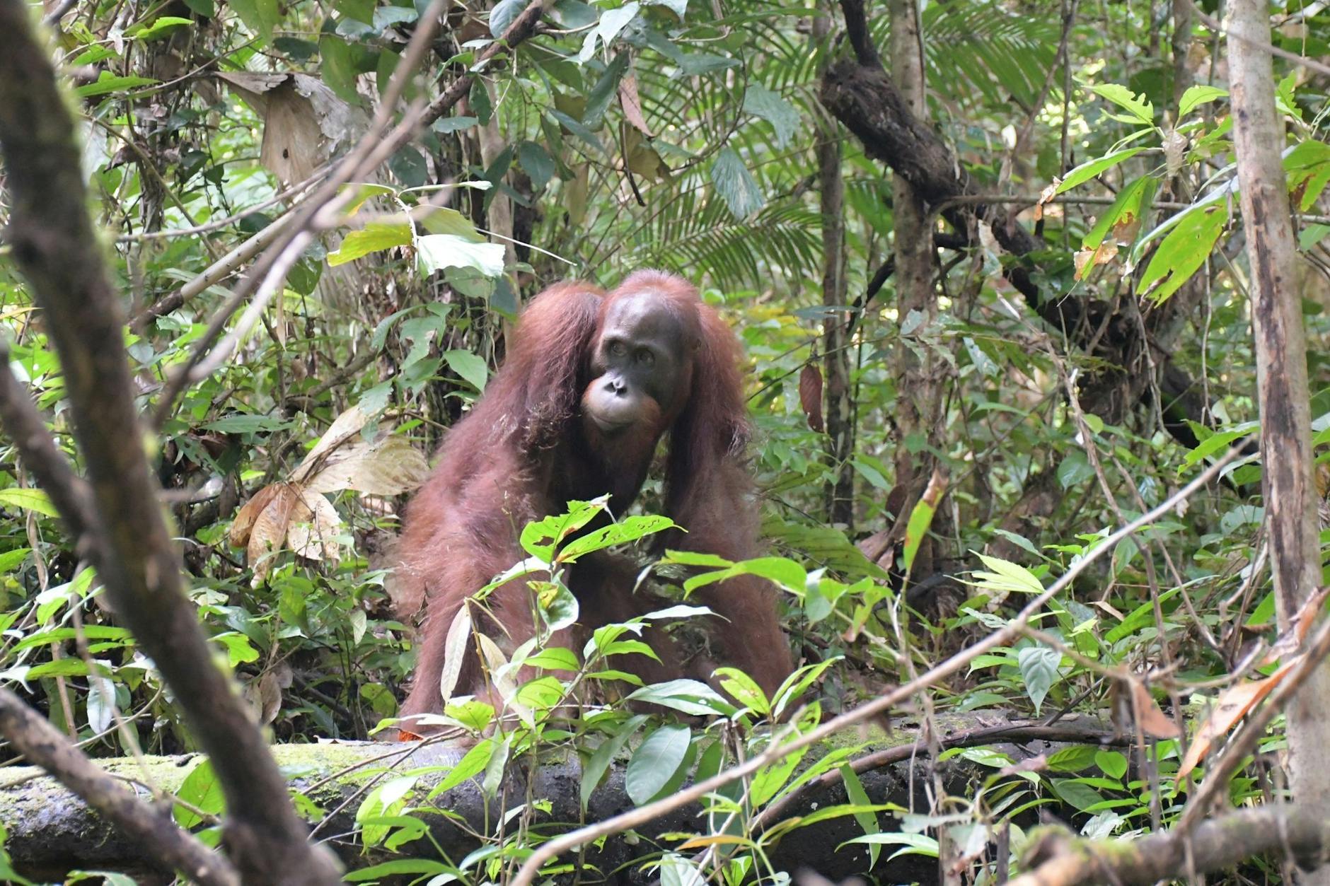 HANDOUT - Orang-Utan Ben bei seiner Auswilderung im Bukit Baka Bukit Raya Nationalpark in Zentral-Kalimantan.