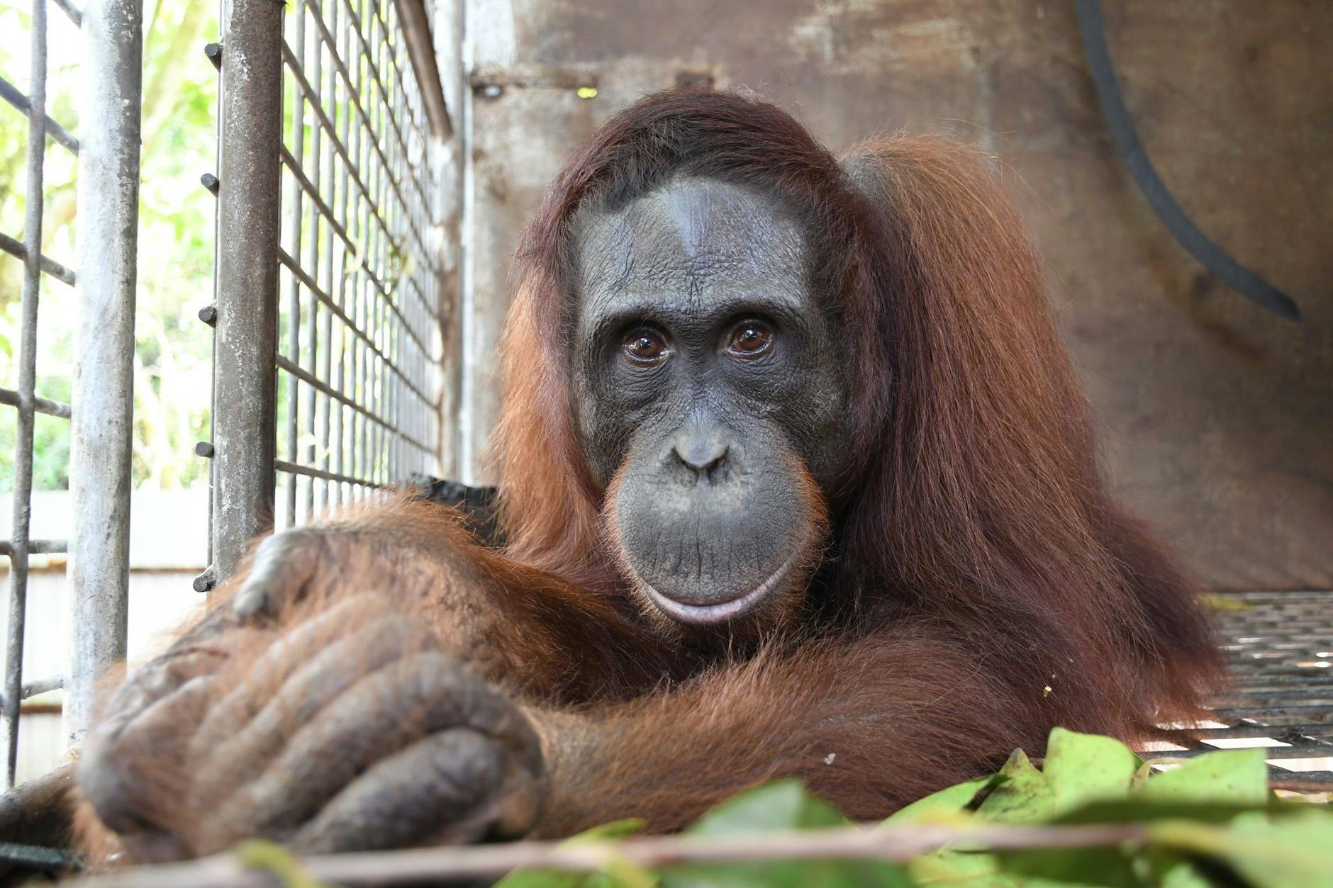 HANDOUT - Orang-Utan Gonzales. BOS hat vor wenigen Tagen den 500. Menschenaffen im Nationalpark Bukit Baka Bukit Raya in Zentral-Kalimantan, dem indonesischen Teil von Borneo, ausgewildert.