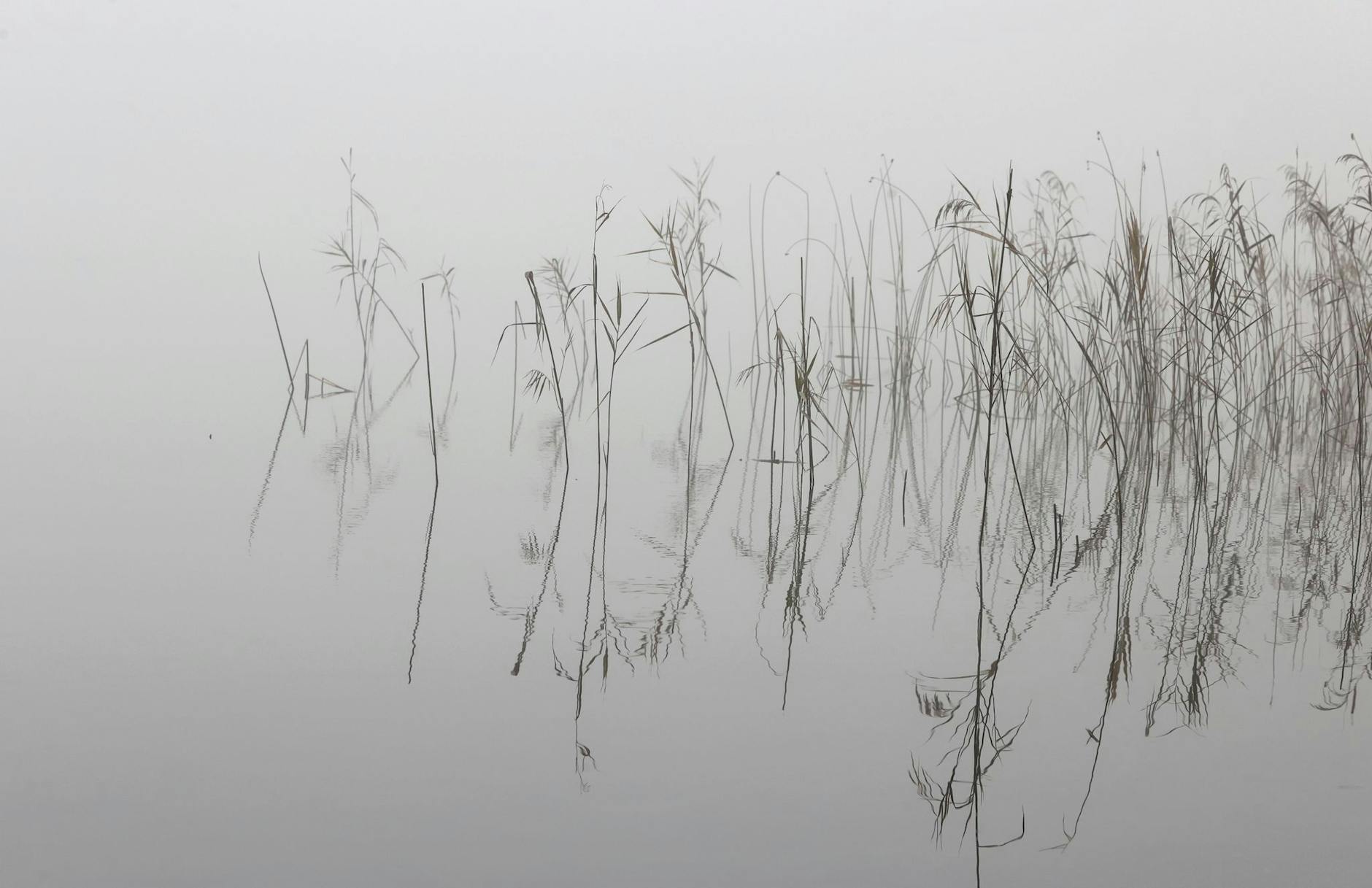 Schilf spiegelt sich im Wasser des im Nebel liegenden Alatsees in Füssen.