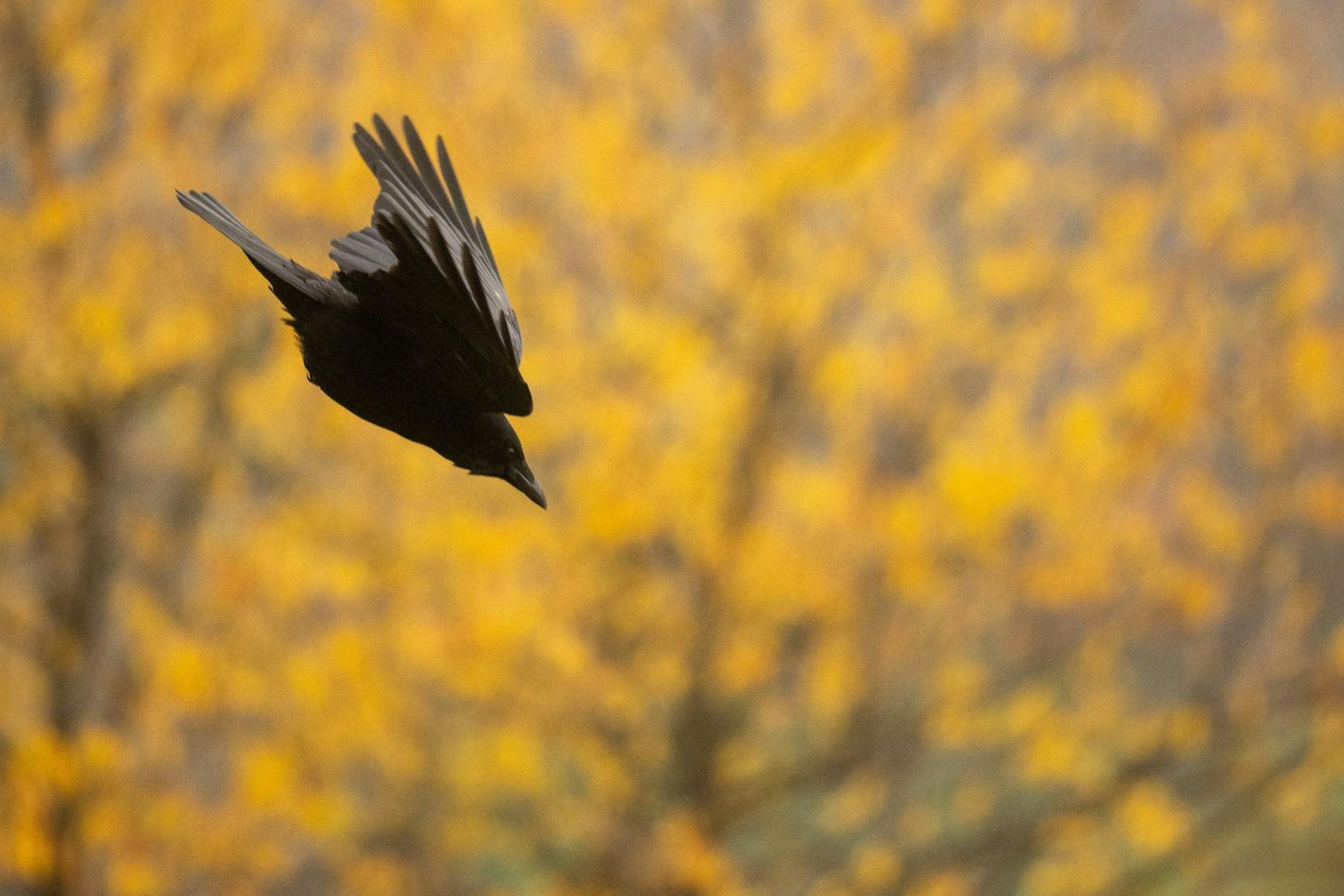 Eine Krähe fliegt im Sturzflug vor einem Baum mit buntem Laub im Odenwald in Hessen.