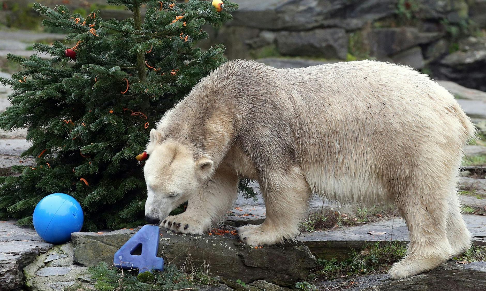 Ein mit Obst, Gemüse und Fischen geschmückter Weihnachtsbaum steht anlässlich des vierten Geburtstags von Eisbärin Hertha im Berliner Tierpark.
