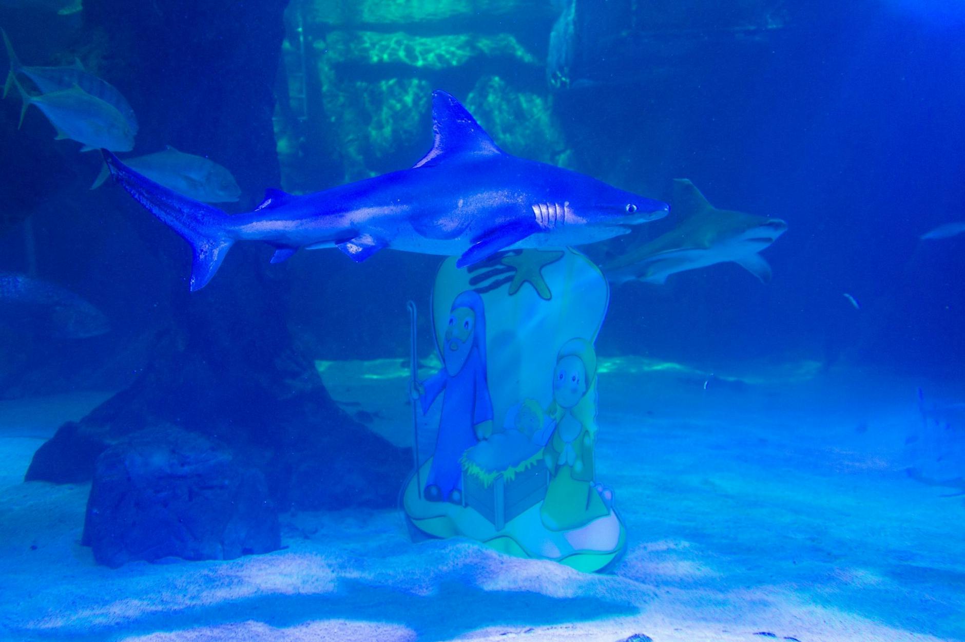 Ein Hai schwimmt im Zoo von Madrid an einer Krippe vorbei. Das Taucherteam des Aquariums hat in dem Becken eine Weihnachtsdeko aus Methacrylat installiert. a