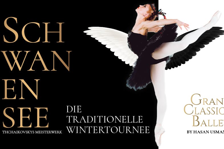 Die Schwäne sind pünktlich zu Weihnachten 2024 in Berlin zurück!