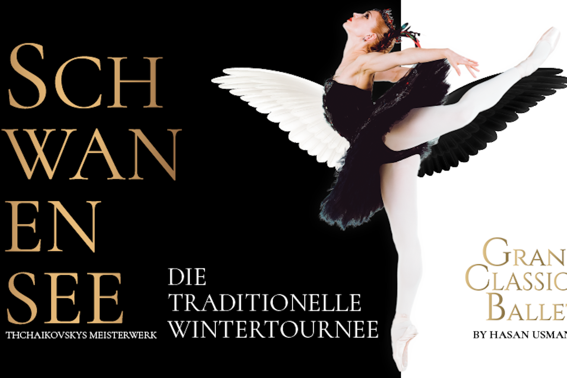 Die Schwäne sind pünktlich zu Weihnachten 2024 in Berlin zurück!