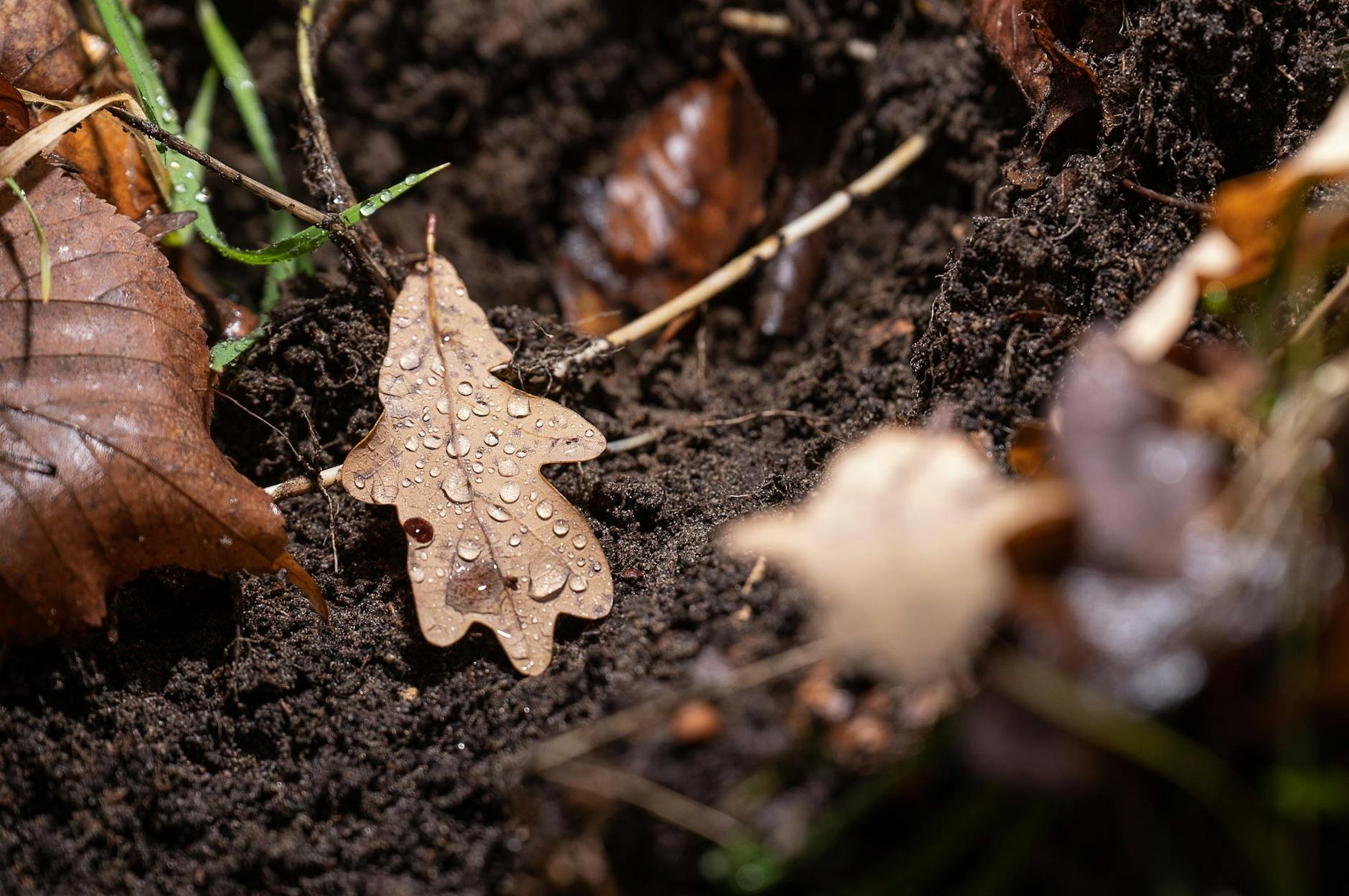 PRODUKTION - Der Herbst neigt sich dem Ende: Ein Eichenblatt liegt im Lennebergwald in Rheinhessen in einer von Wildschweinen aufgewühlten Stelle im Boden.