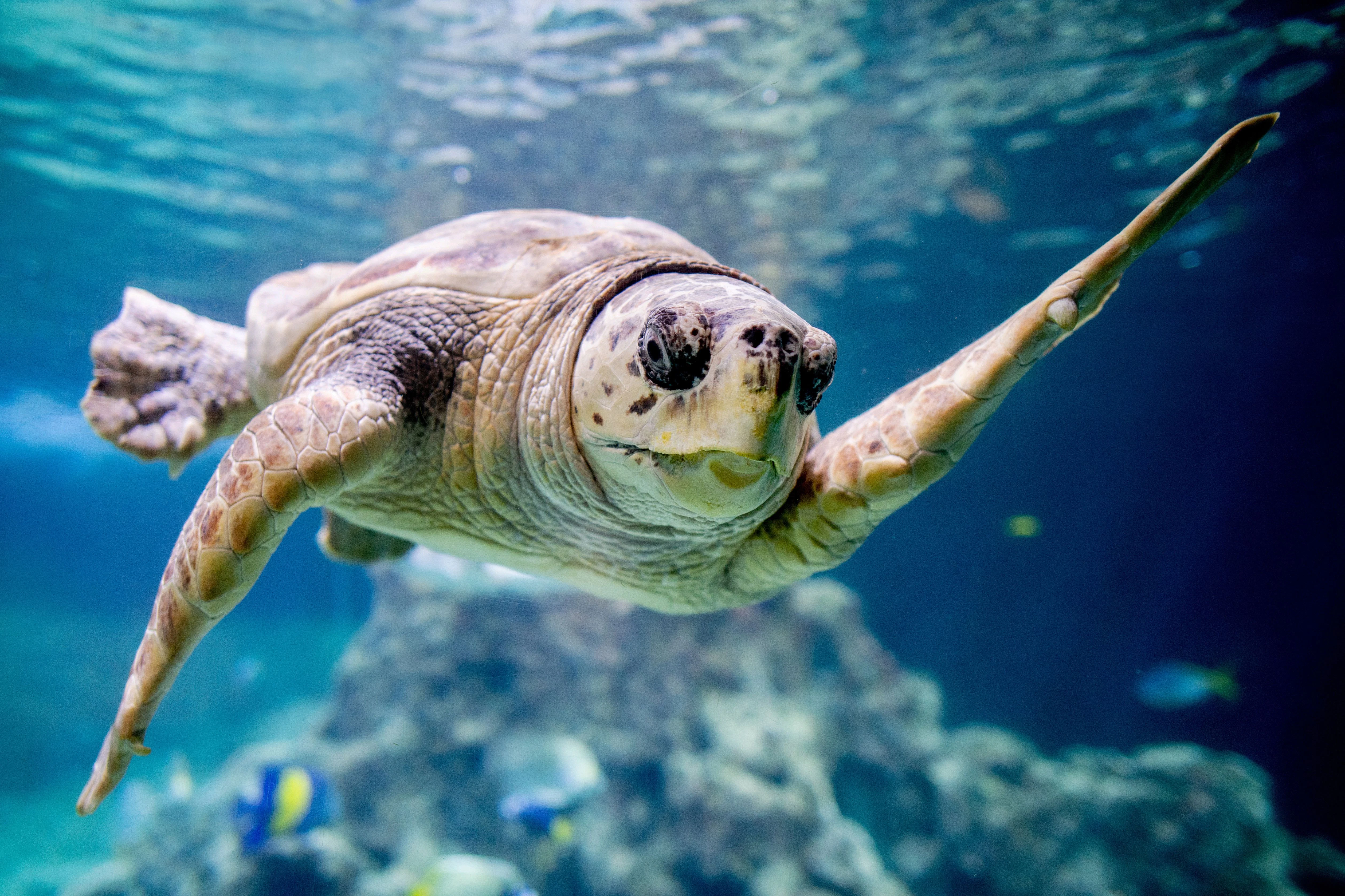 Eine Karettschildkröte&nbsp;