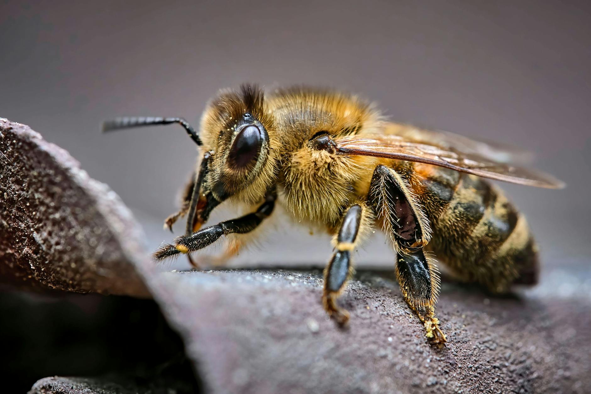 Allein in Deutschland ist die Hälfte der 560 Wildbienenarten vom Aussterben bedroht.
