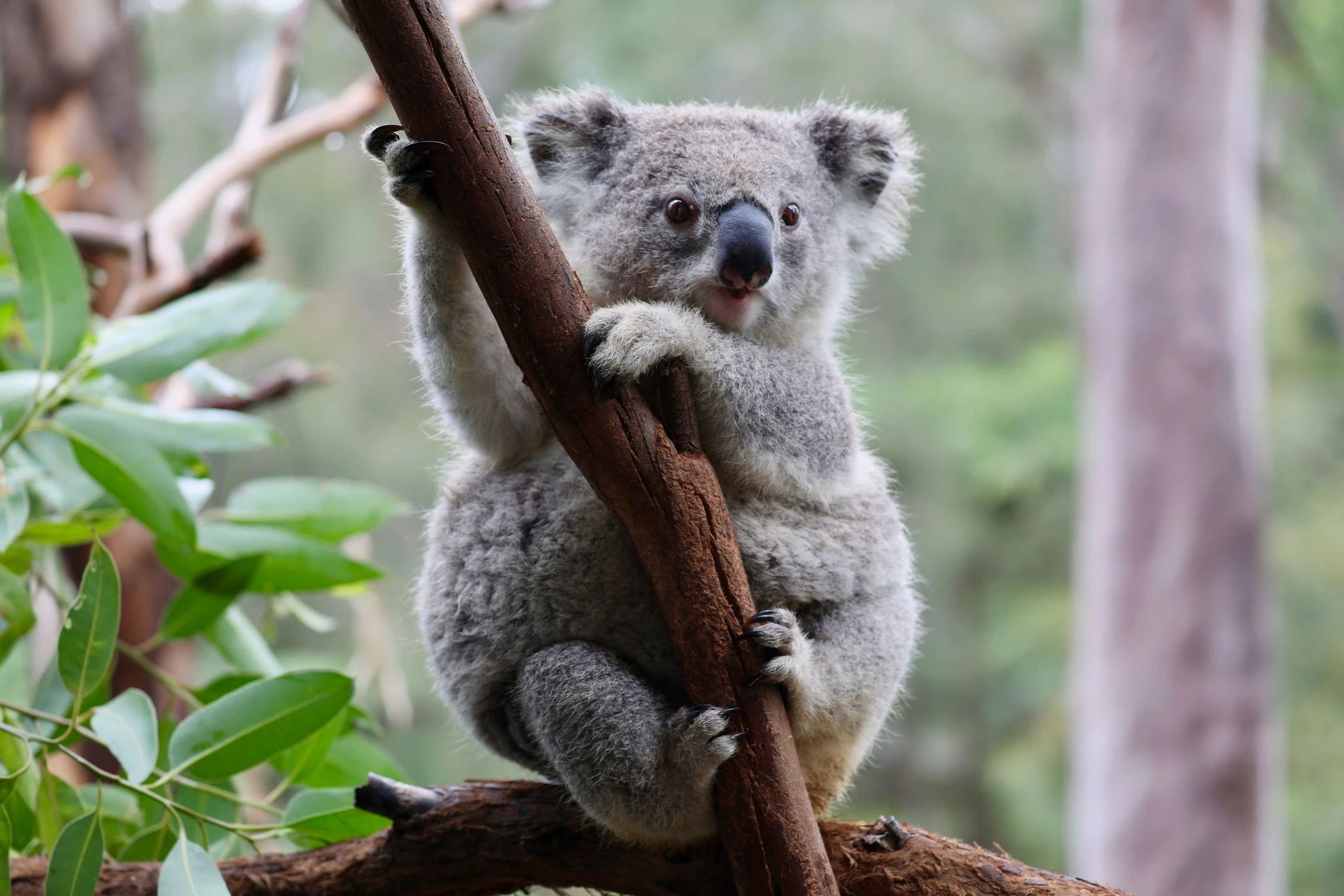 Ein Koala