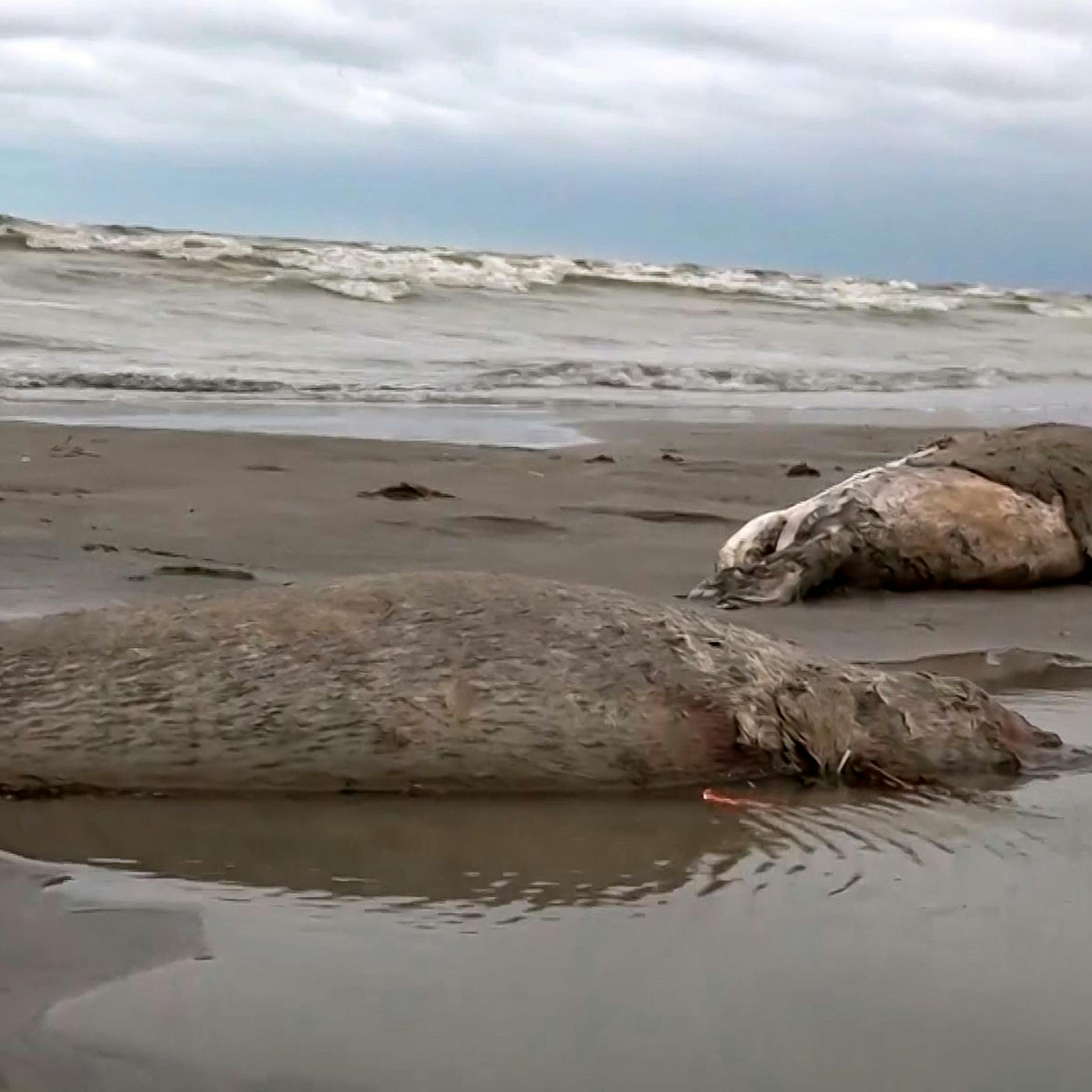 Massensterben in Russland: Was tötete die Robben am Kaspischen Meer?