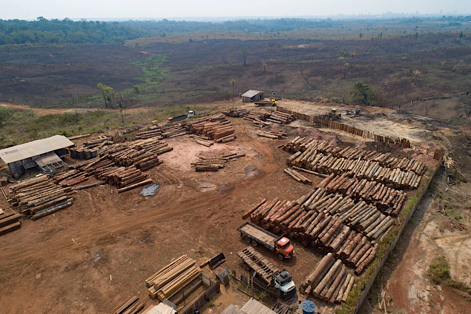 ARCHIV - Holzstämme werden in Brasilien in einem Sägewerk gestapelt: Beim Weltnaturgipfel im kanadischen Montreal geht es um Artenschutz und einen grundlegenden Wandel im Wirtschaftssystem.  