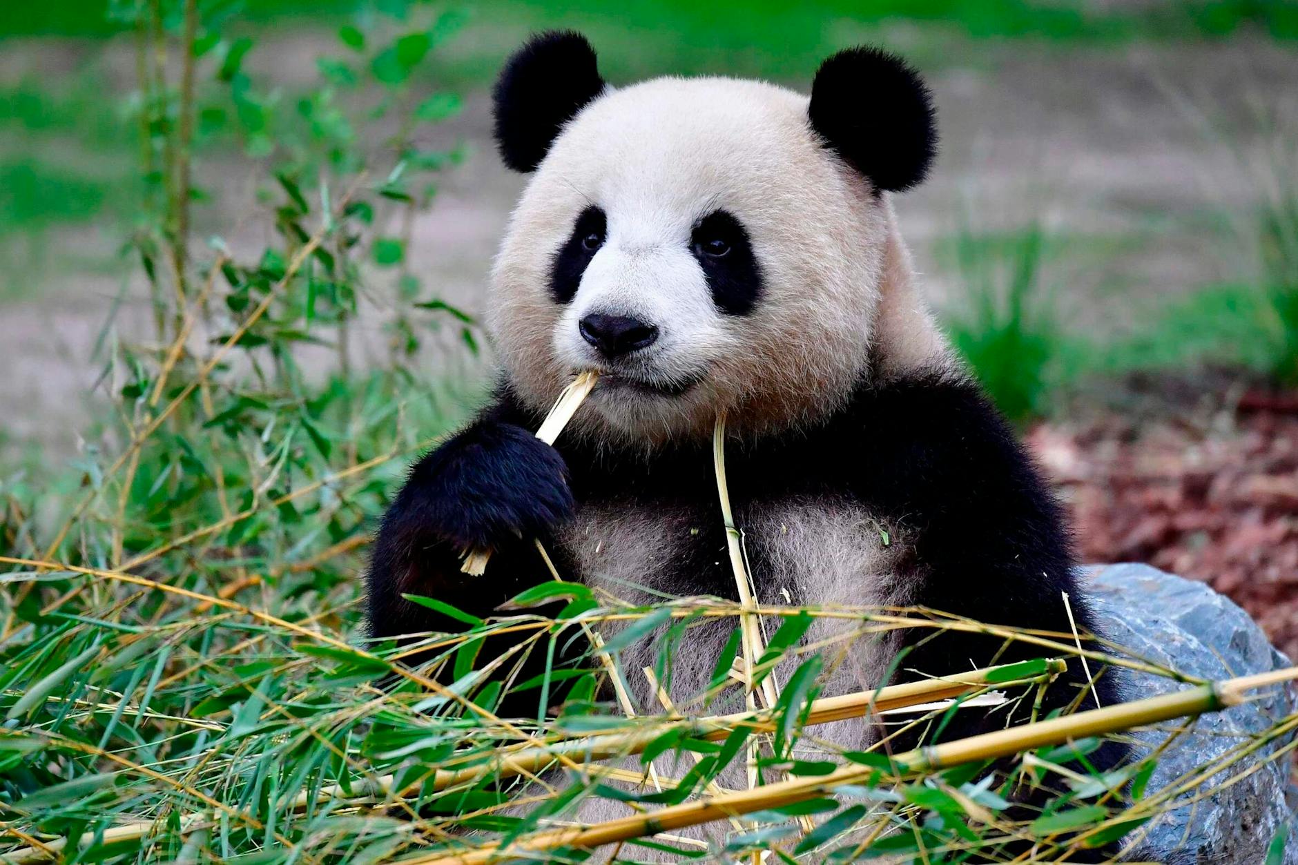Ein Panda, ebenfalls auf der Liste der bedrohten Tierarten.