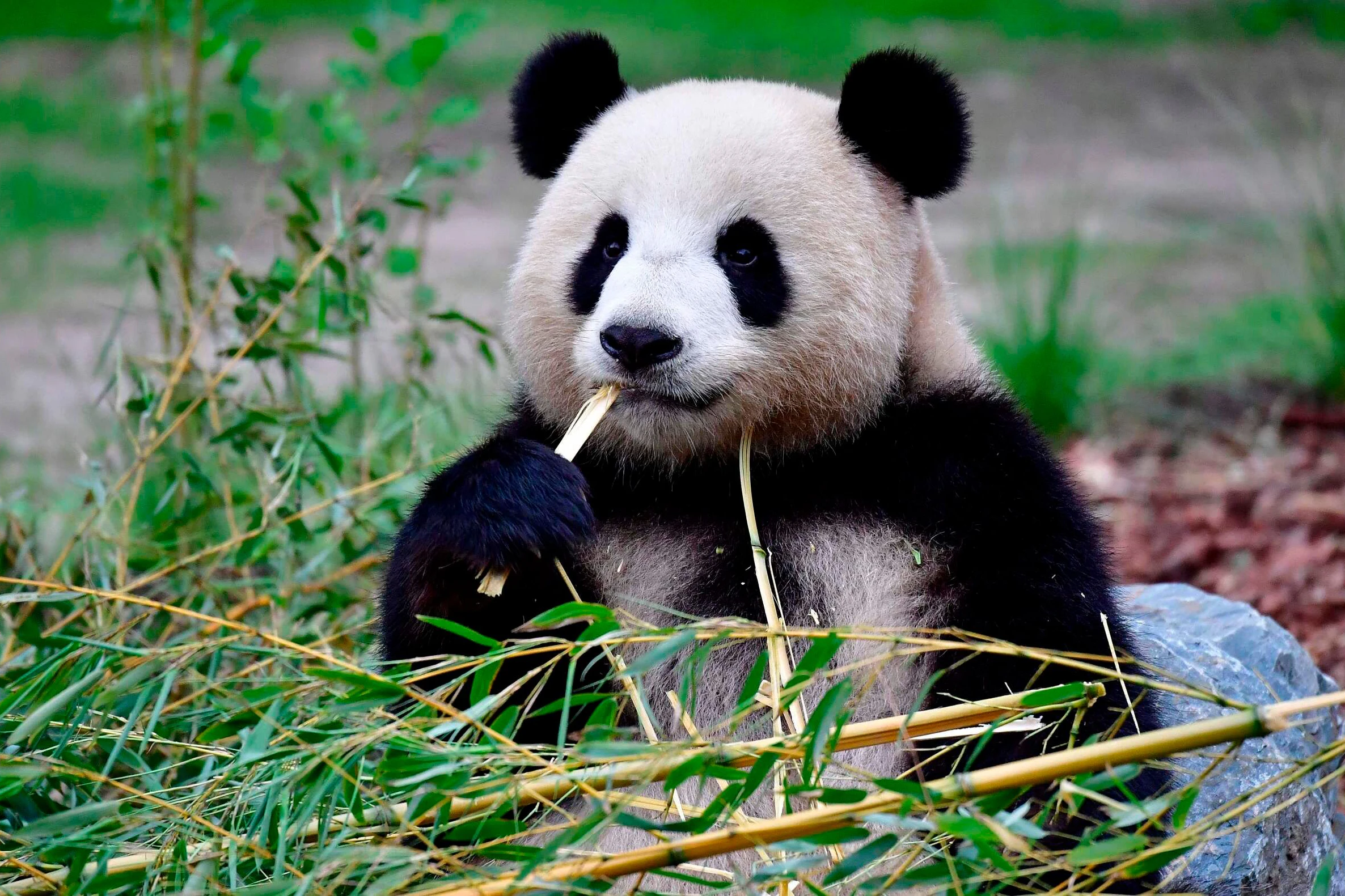 Ein Panda, ebenfalls auf der Liste der bedrohten Tierarten.