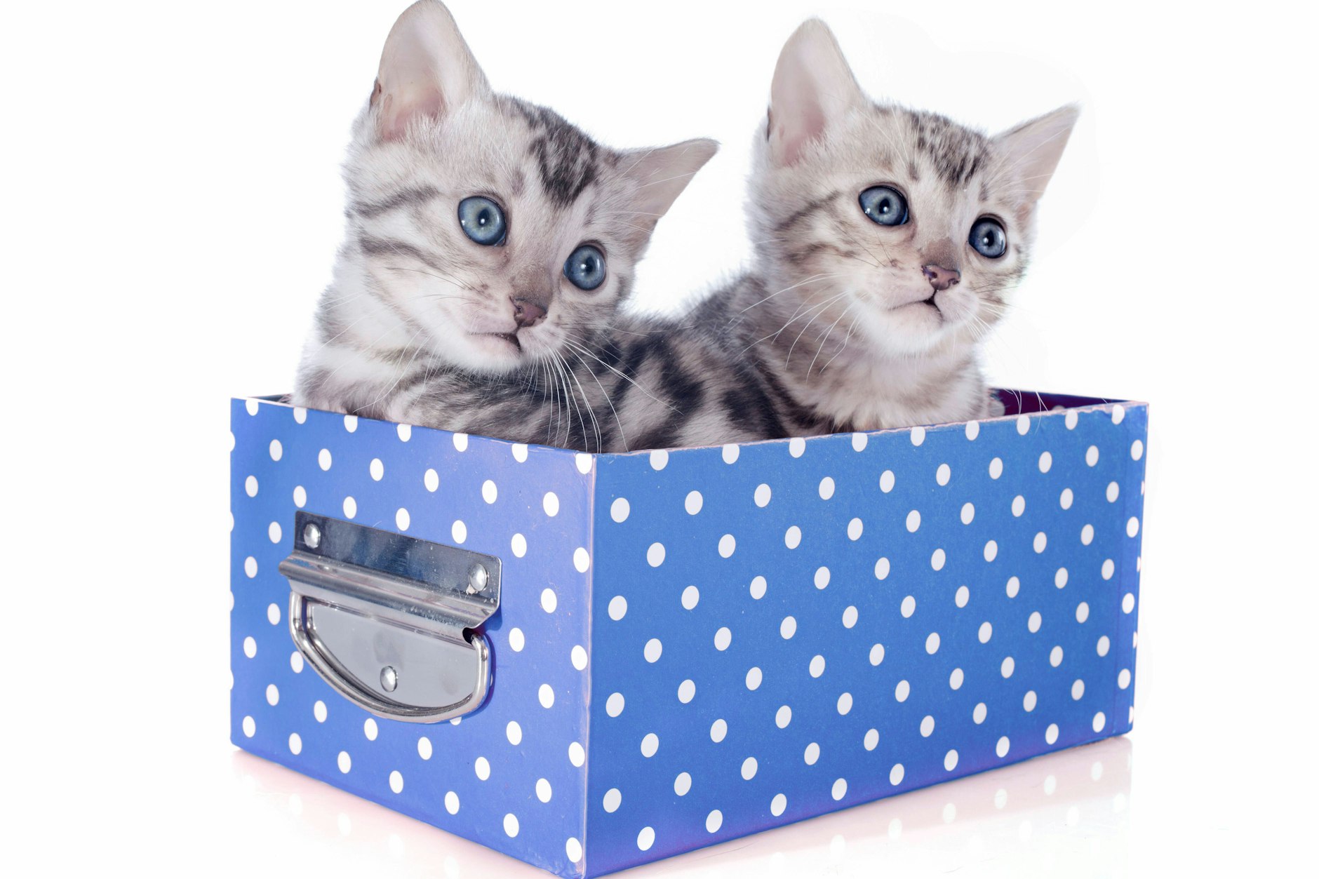 Die Zeitung hatte zwei Katzen als Wähler registriert (Symbolbild).