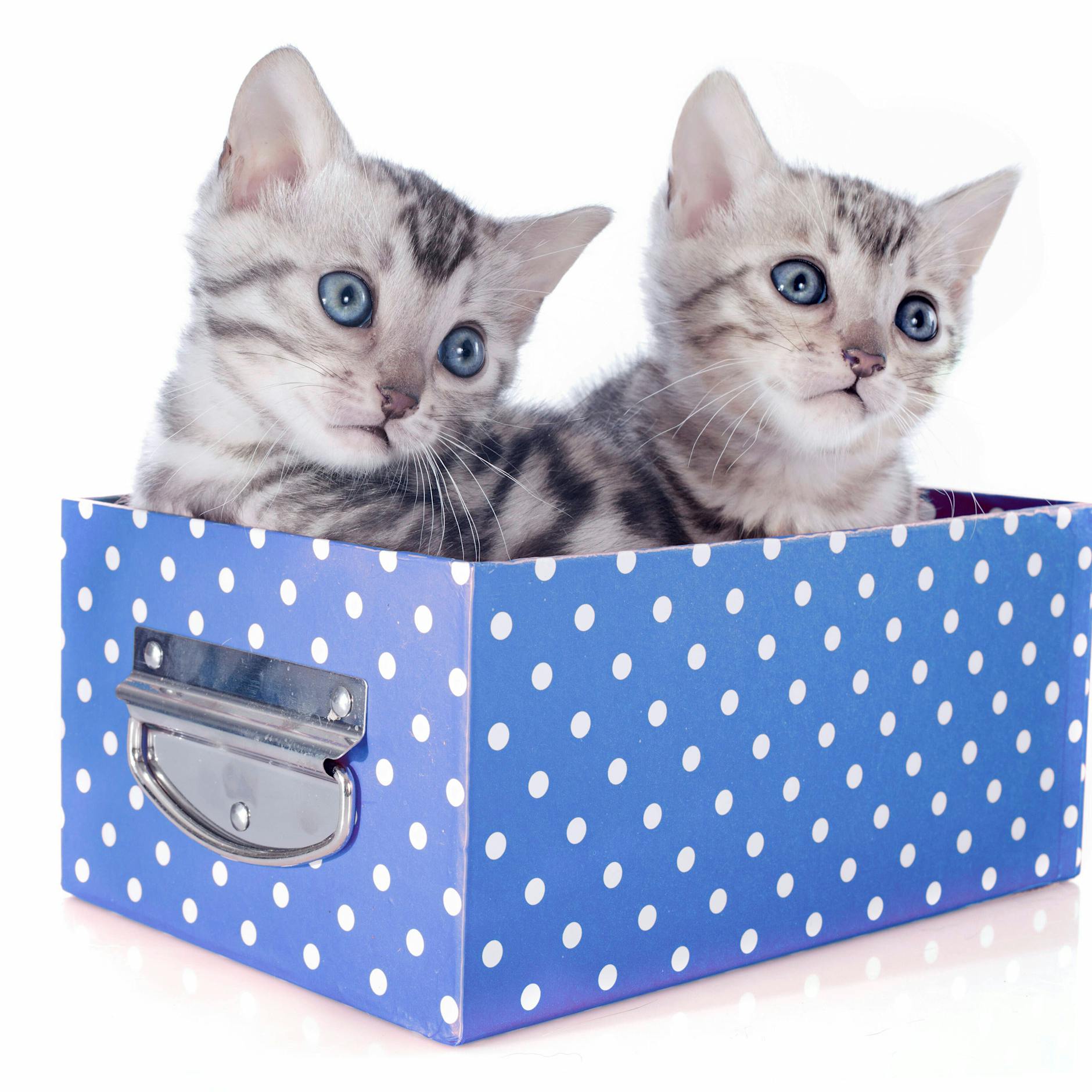 Zeitung registriert Katzen für Wahl zum Parteivorstand in Frankreich