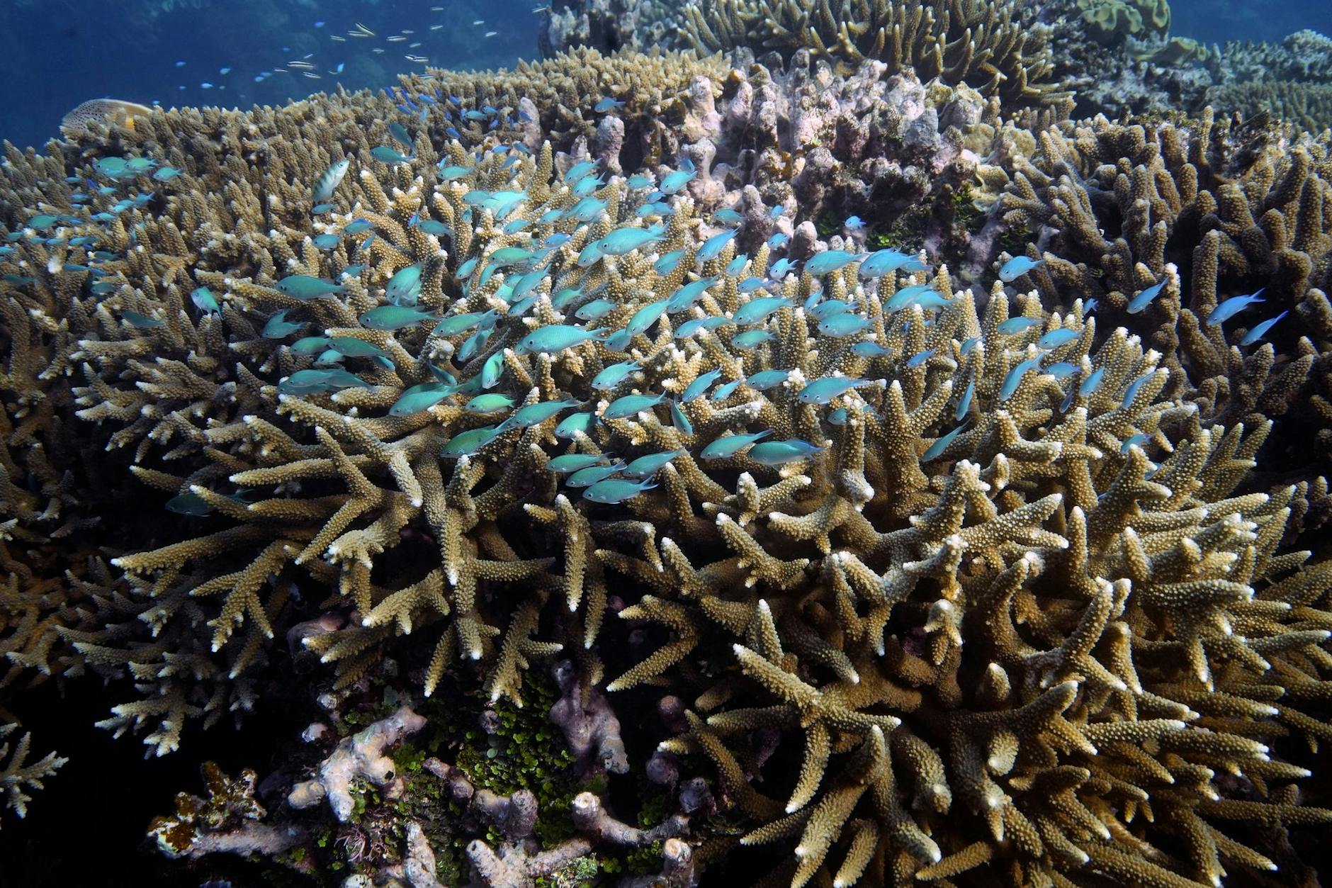 ARCHIV - Heimat vieler Fische - das Great Barrier Reef.