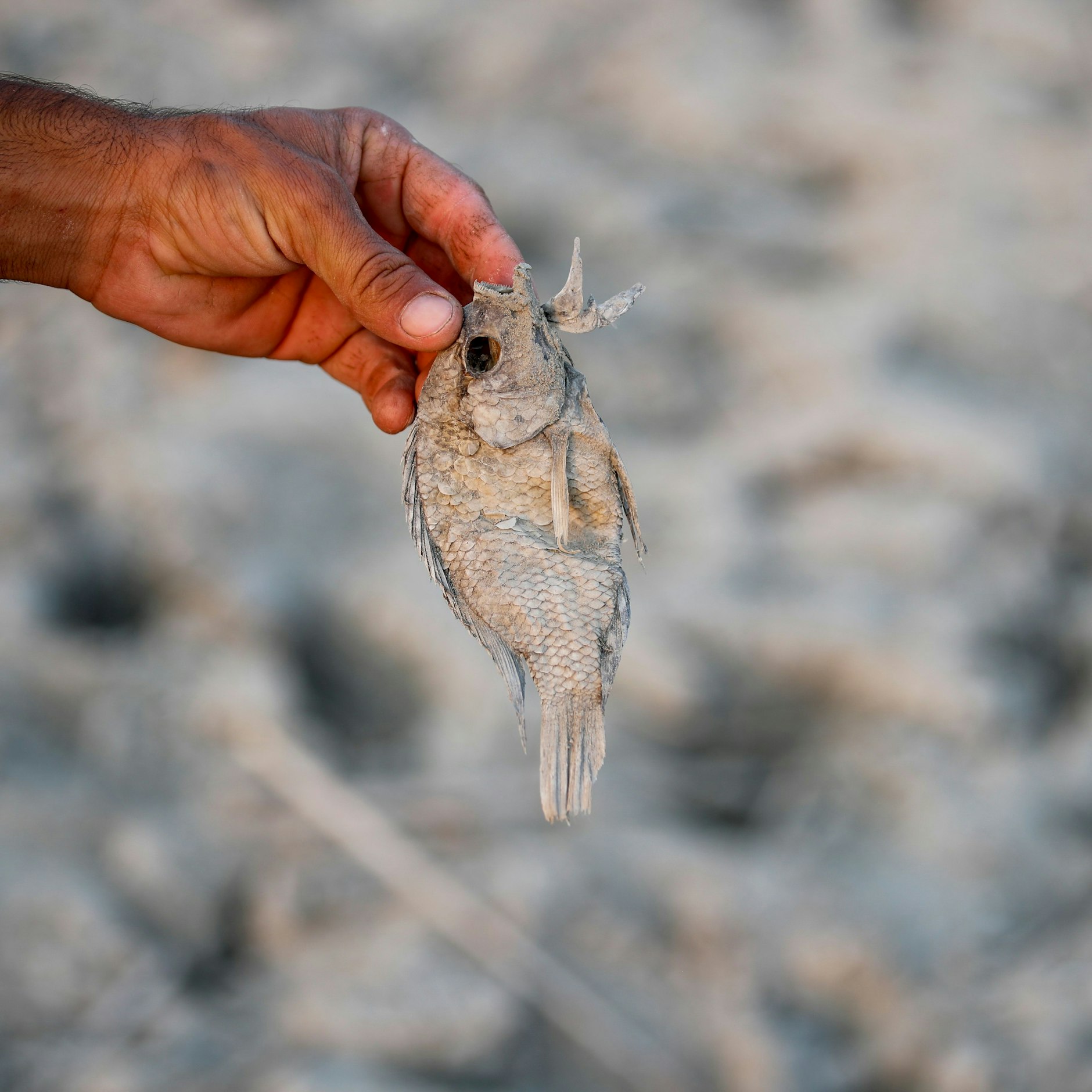 Ein Süßwasserfisch ist tot: Salzwasser dringt weit ins Land, weil zu wenig Wasser aus Euphrat und Tigris in den Irak gelangt.