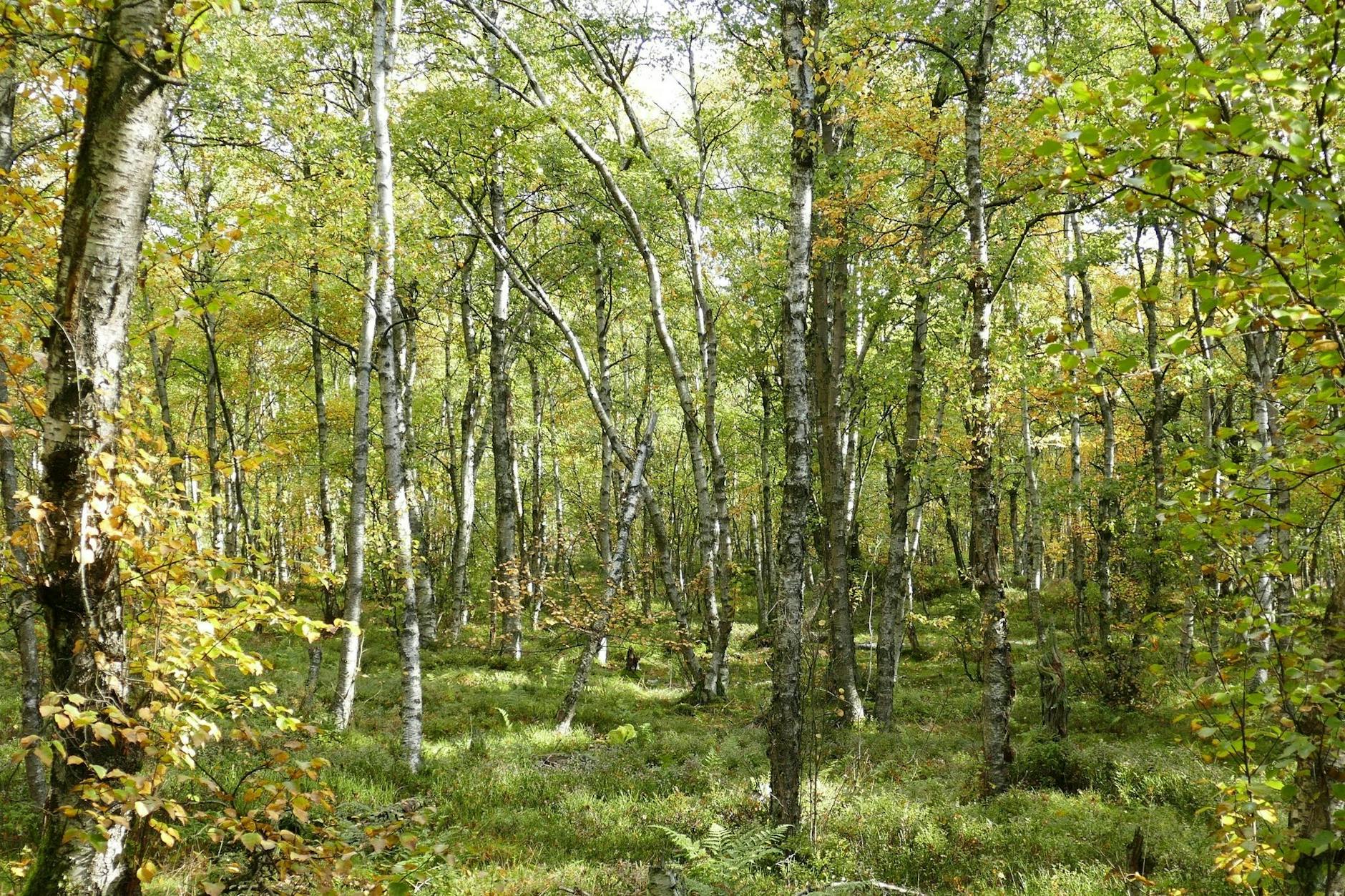 HANDOUT - Moor-Birken in einem Wald im Roten Moor in der Röhn. Die Moor-Birke ist «Baum des Jahres» 2023. tiftung/dpa