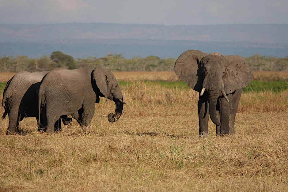 ARCHIV - Elefanten stehen im Ruaha-Nationalpark.  