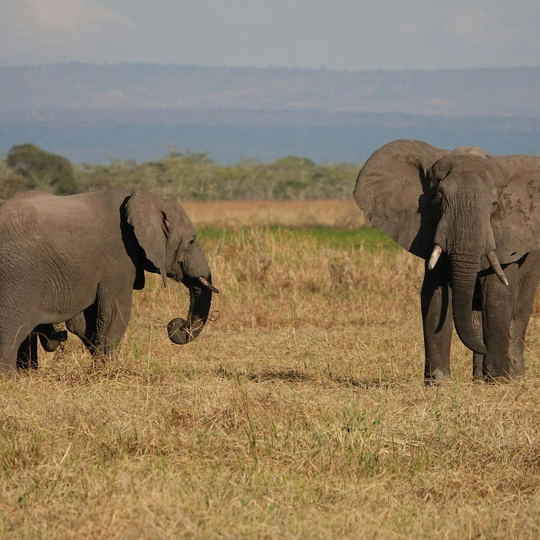 Hoffen auf „Paris-Moment“: Weltnaturgipfel startet in Kanada