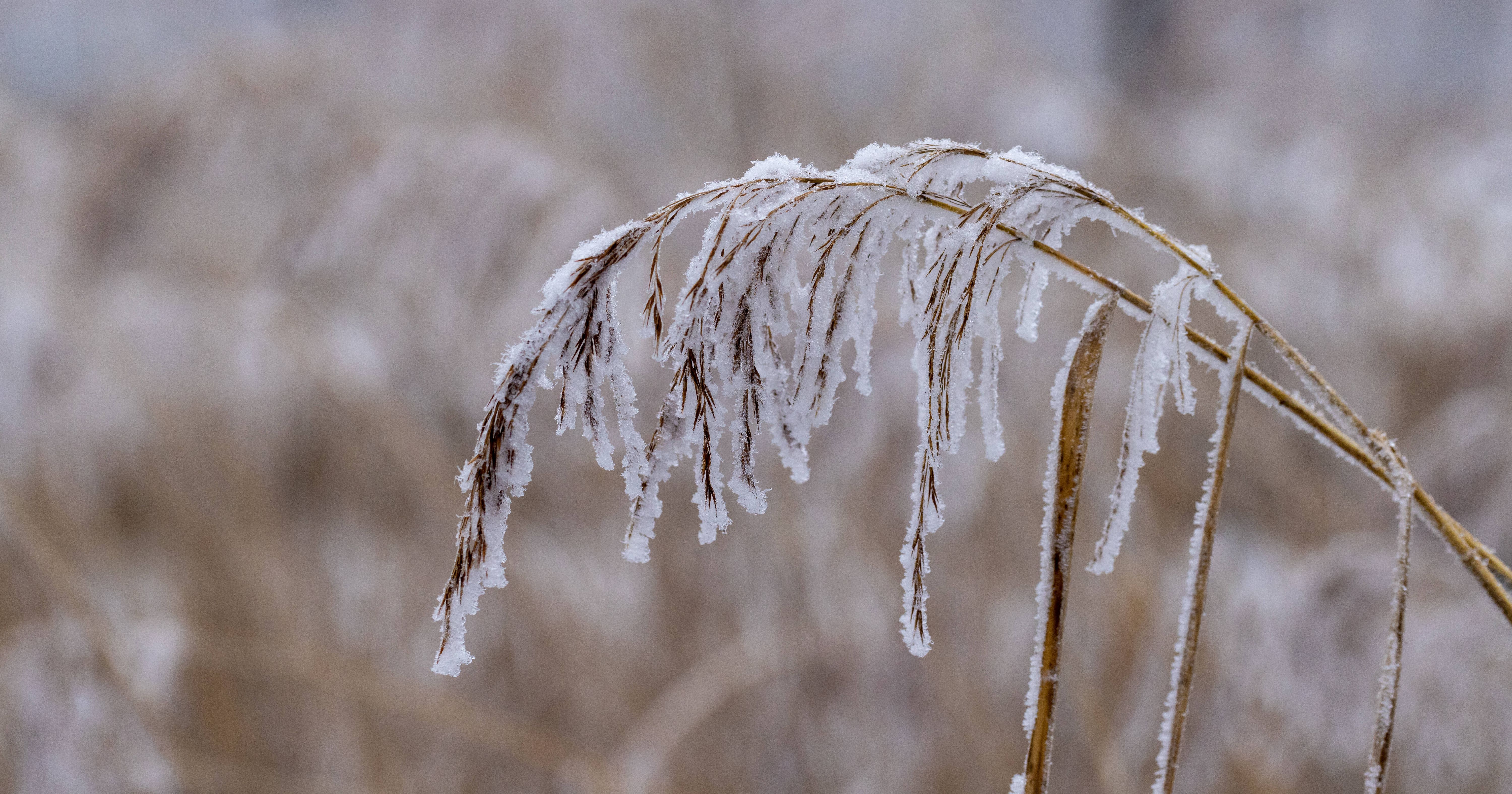 Image - Irre Kälte aus Osteuropa schwappt nach Deutschland: Kältehoch-Erik bringt Bibber-Temperaturen und die Chance auf weiße Weihnachten
