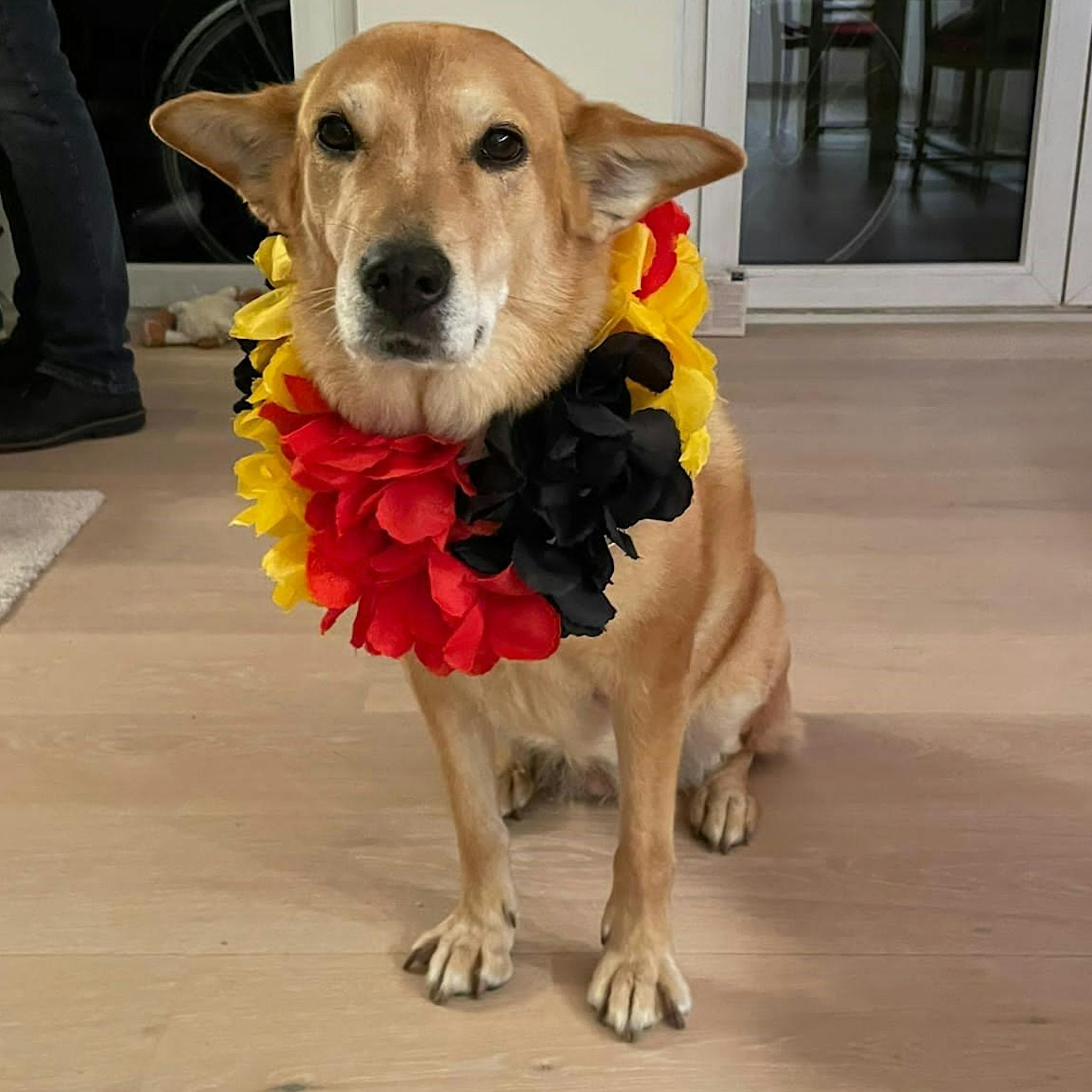 Selbst der Hund mit Deutschland-Halskette hat nicht geholfen