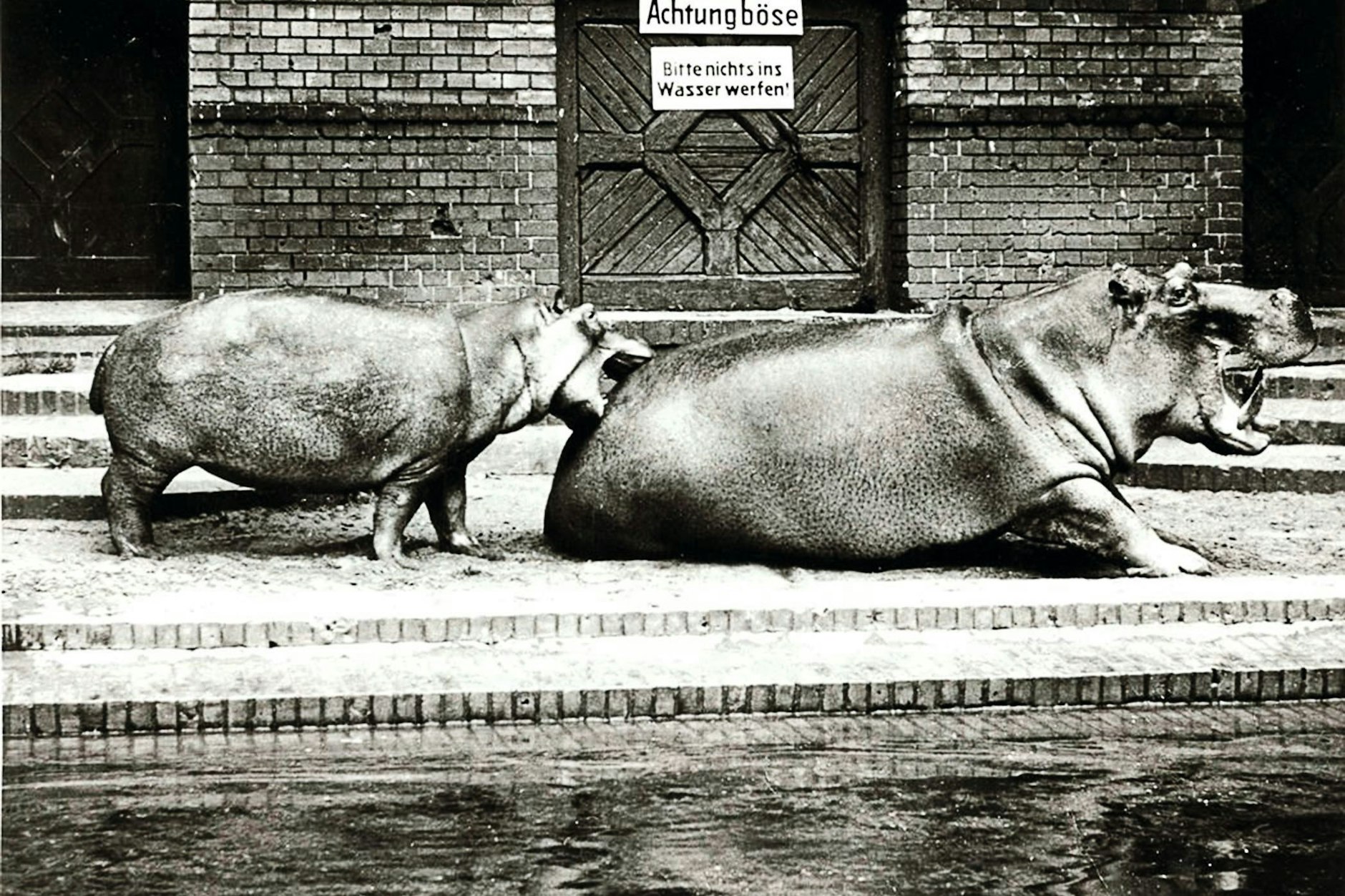Böse? Fearless! Das dreijährige Nilpferd-Mädchen „Bulette“ kneift Papa „Knautschke“.