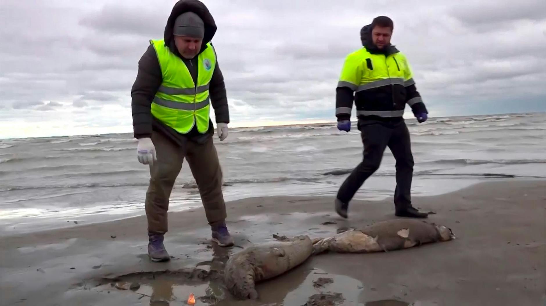 SCREENSHOT - Mitarbeiter der Umweltstaatsanwaltschaft haben am Strand des Kaspischen Meers tote Robben gefunden. sion/AP/dpa