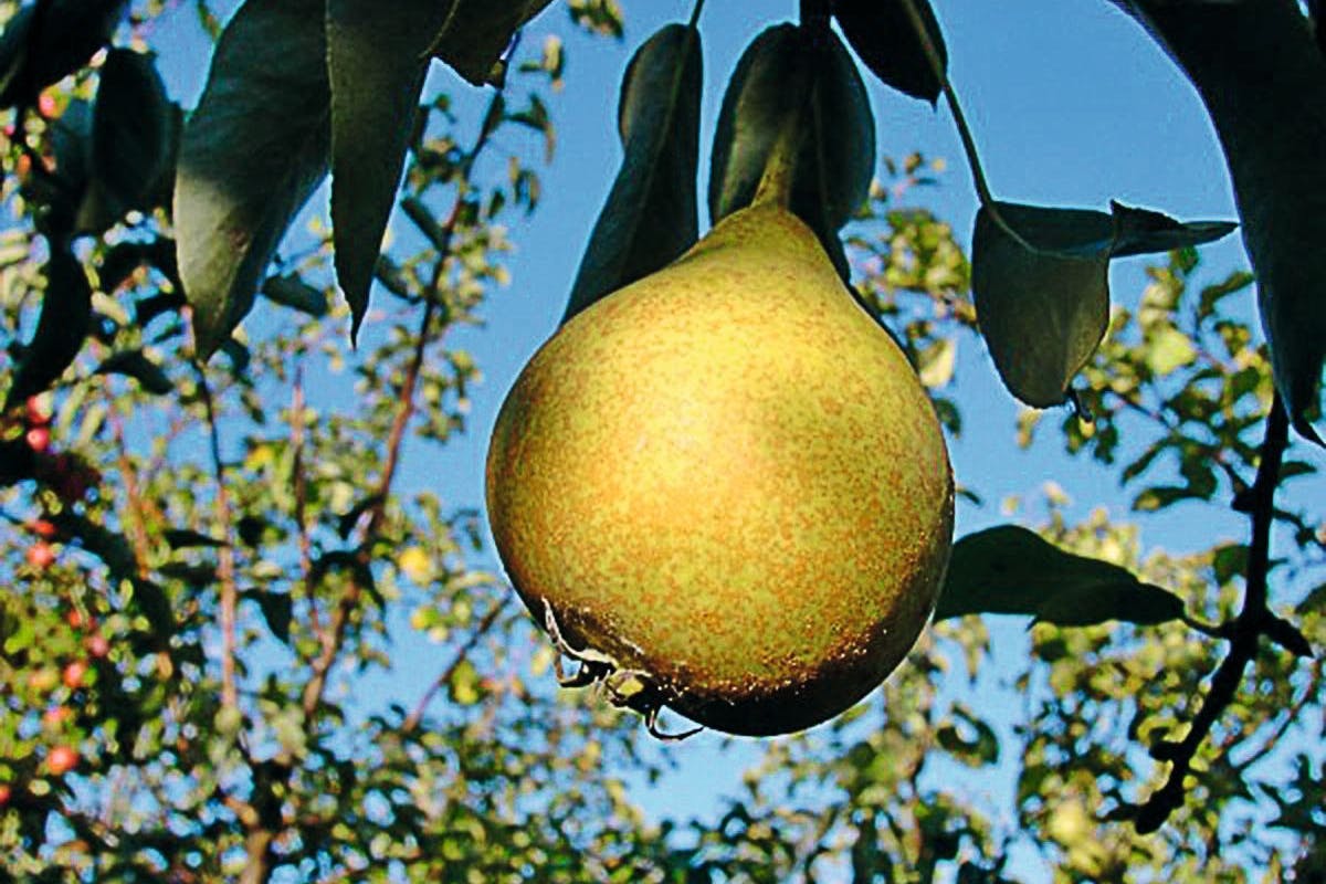 Die Hugenotten machten in Berlin viele Gemüse- und Obstsorten heimisch, auch die Tafelbirne