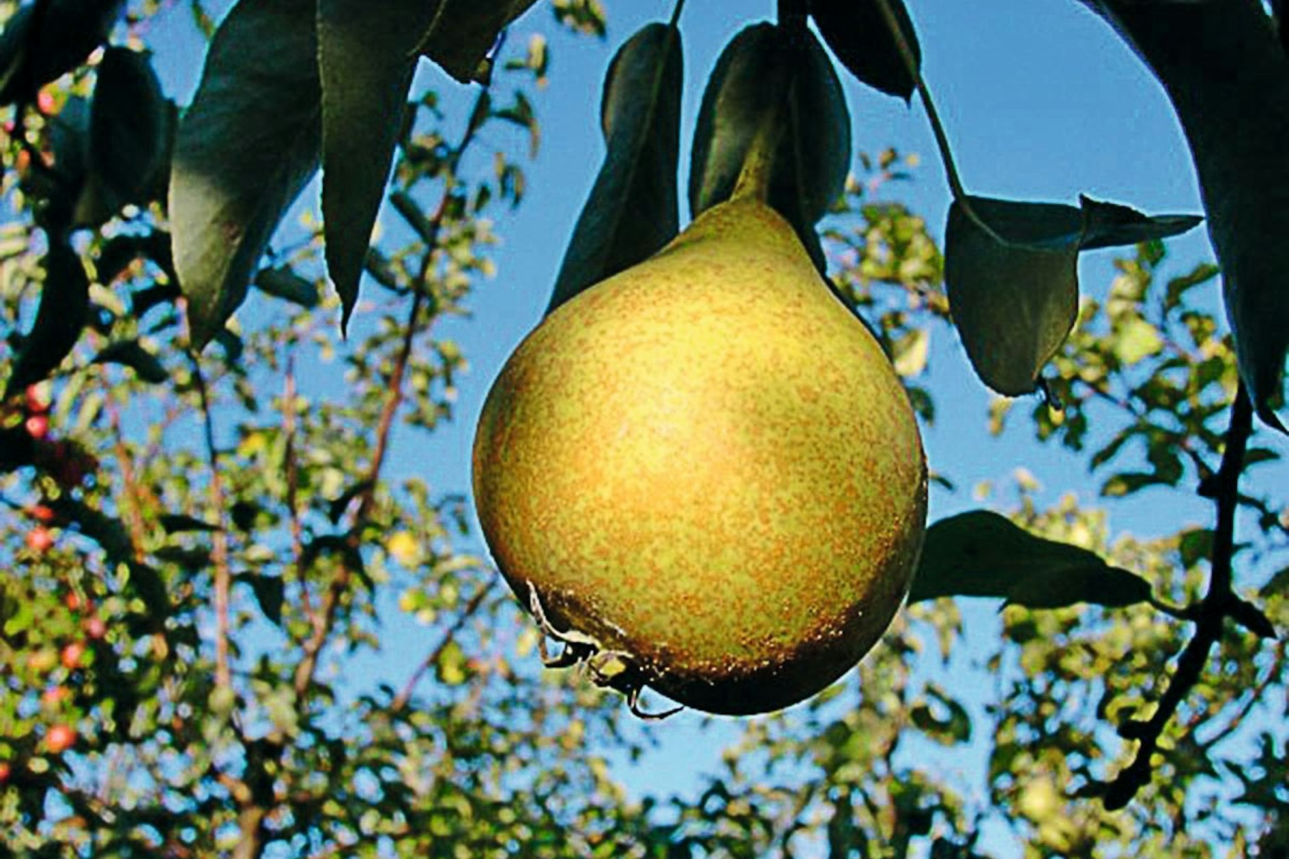 Die Hugenotten machten in Berlin viele Gemüse- und Obstsorten heimisch, auch die Tafelbirne