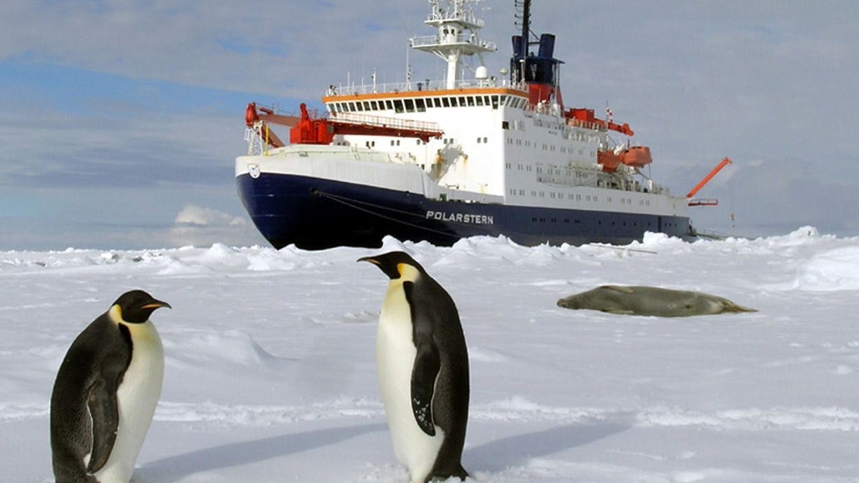 Das deutsche Forschungsschiff «Polarstern» fährt durch die Antarktis, im Vordergrund stehen zwei Pinguine.