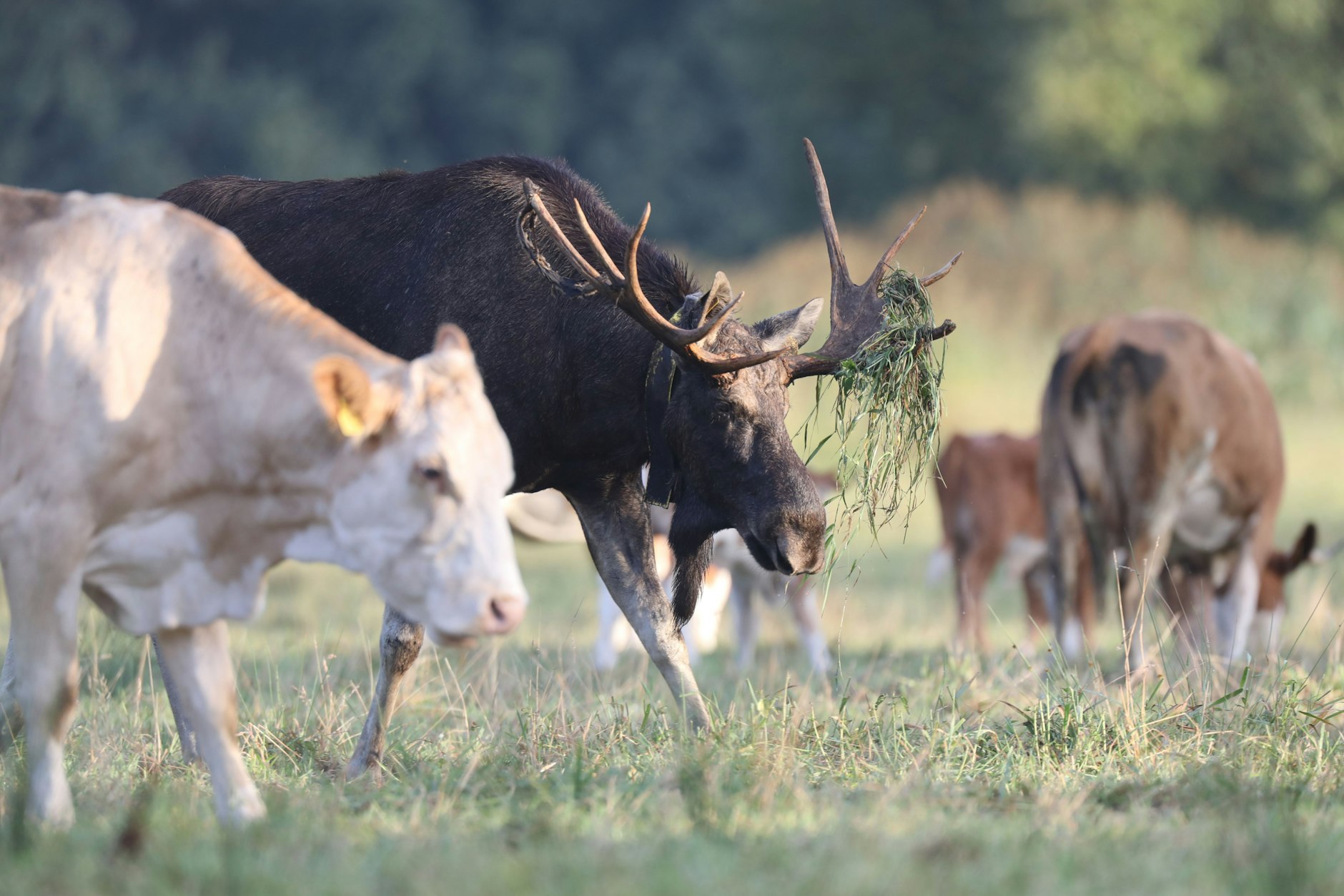 Bert, der Elch, lebt für drei Monate im Jahr bei Beelitz in einer Herde Rinder auf der Weide.