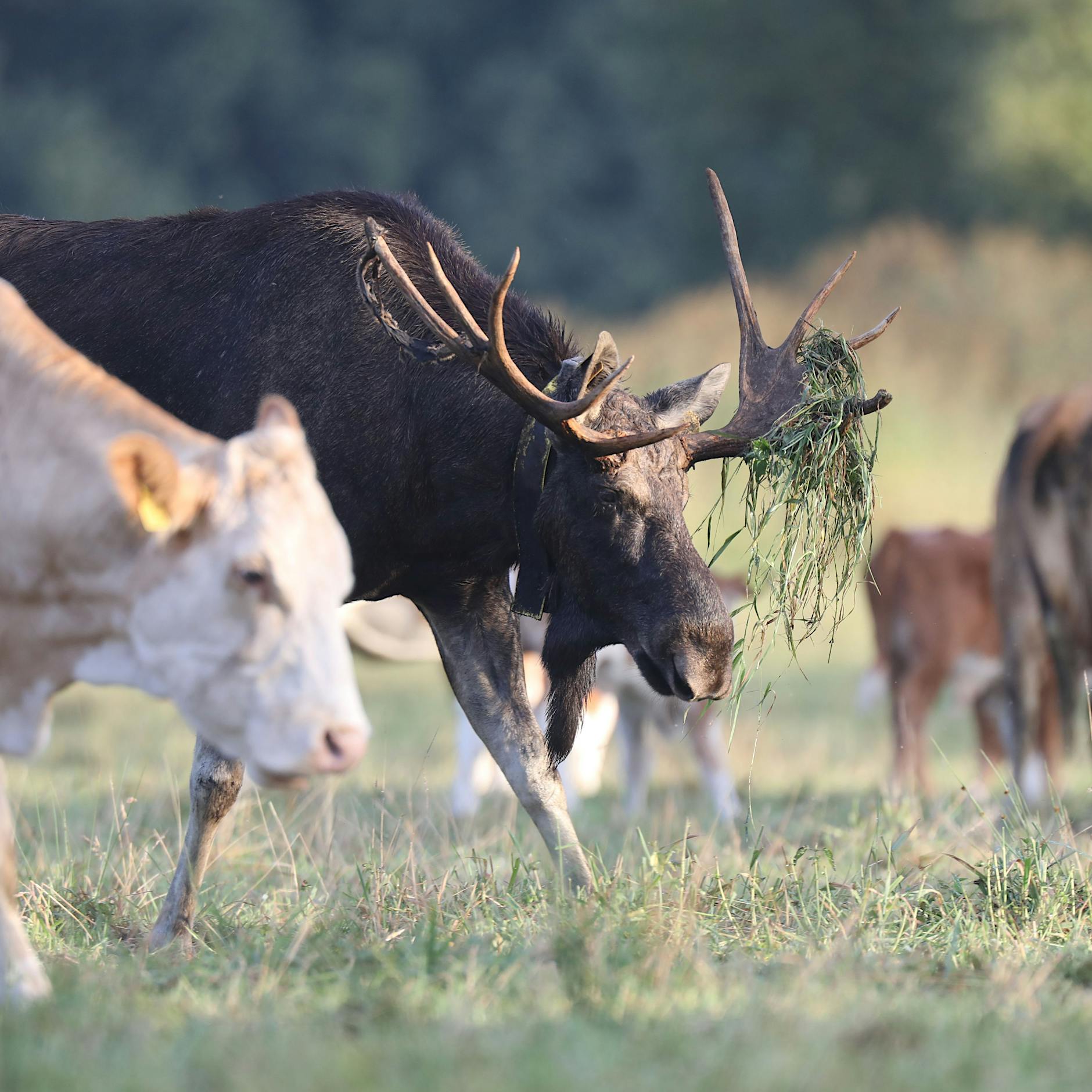 Ein Elch mit seltsamem Doppelleben lebt südlich von Berlin
