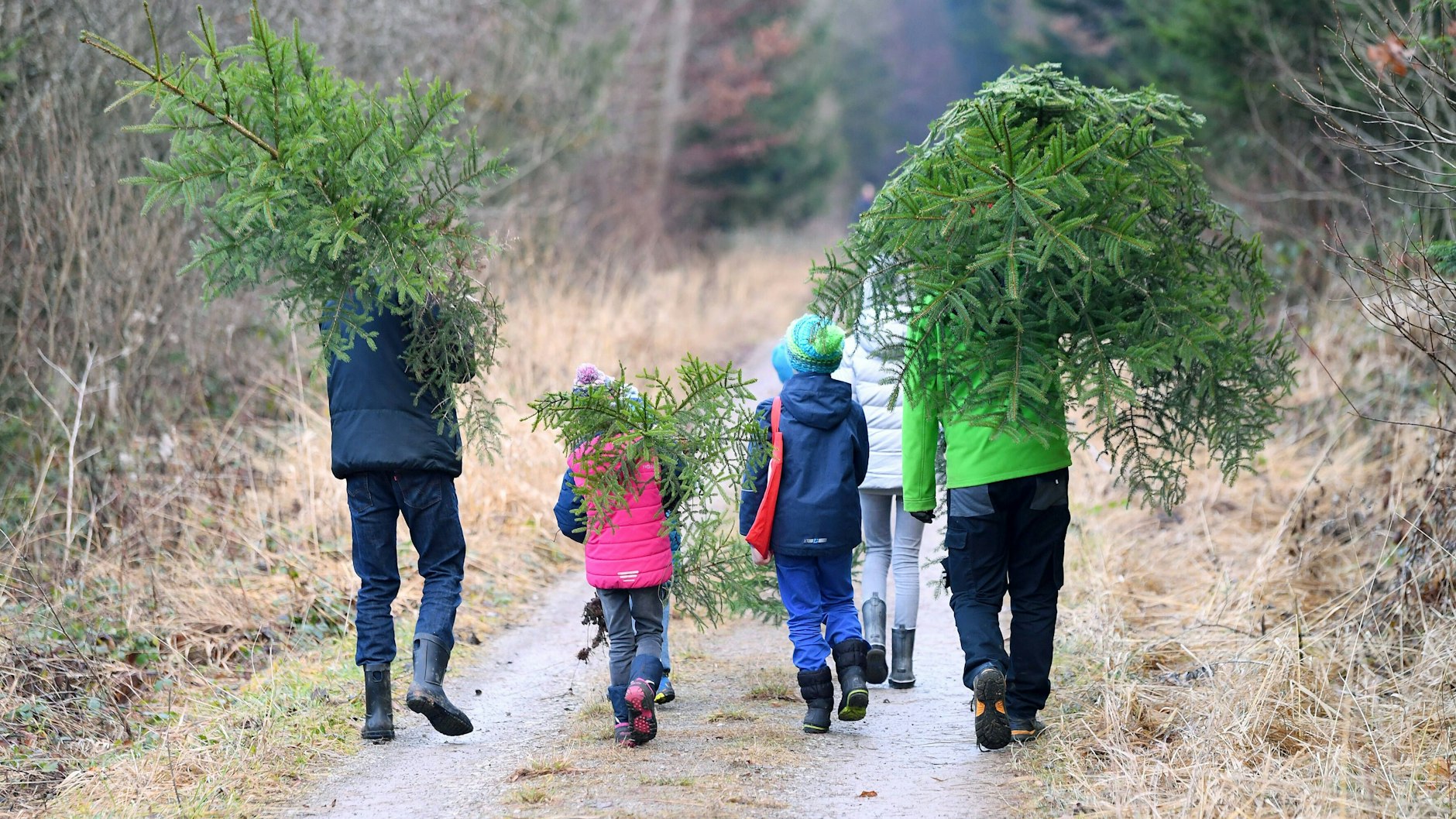 Wann der Weihnachtsbaum aufgestellt wird, ist von Familie zu Familie unterschiedlich. Prinzipiell bleibt er aber bei richtiger Pflege einige Wochen lang frisch.