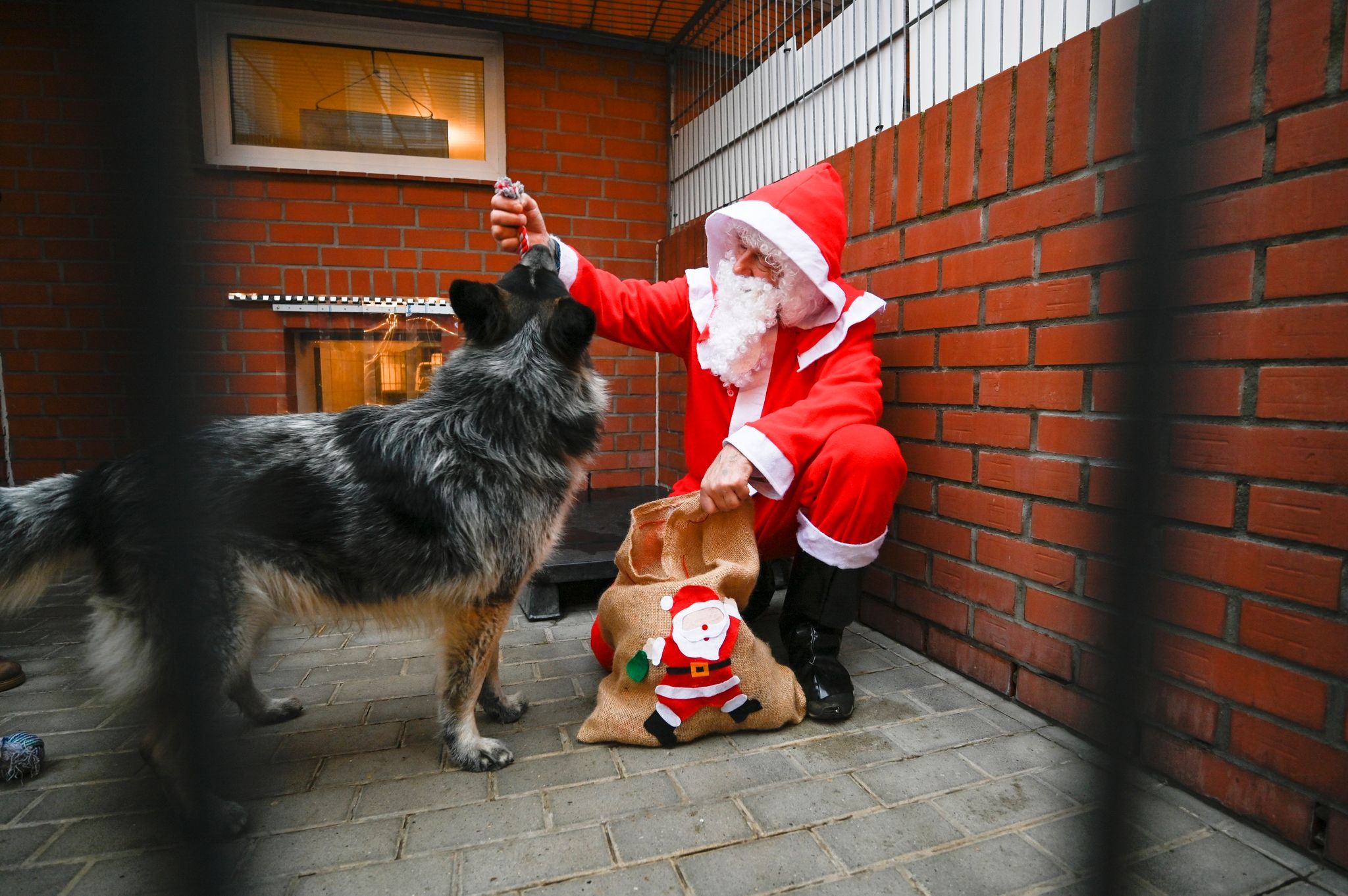 Image - Tierheim Berlin: Keine Adoption kurz vor Weihnachten