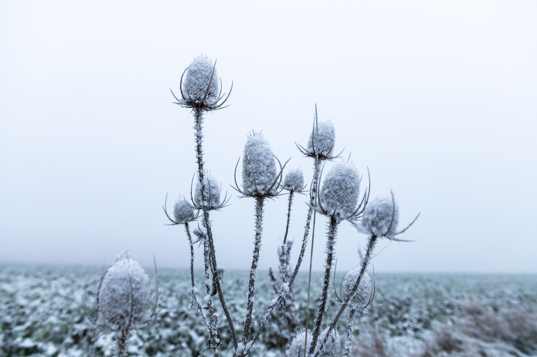 Image - Völlig irres Winter-Wetter: Sibirischer Frost rückt näher! Schnee, Eisregen und dann auch noch ein  Weihnachtssturm?