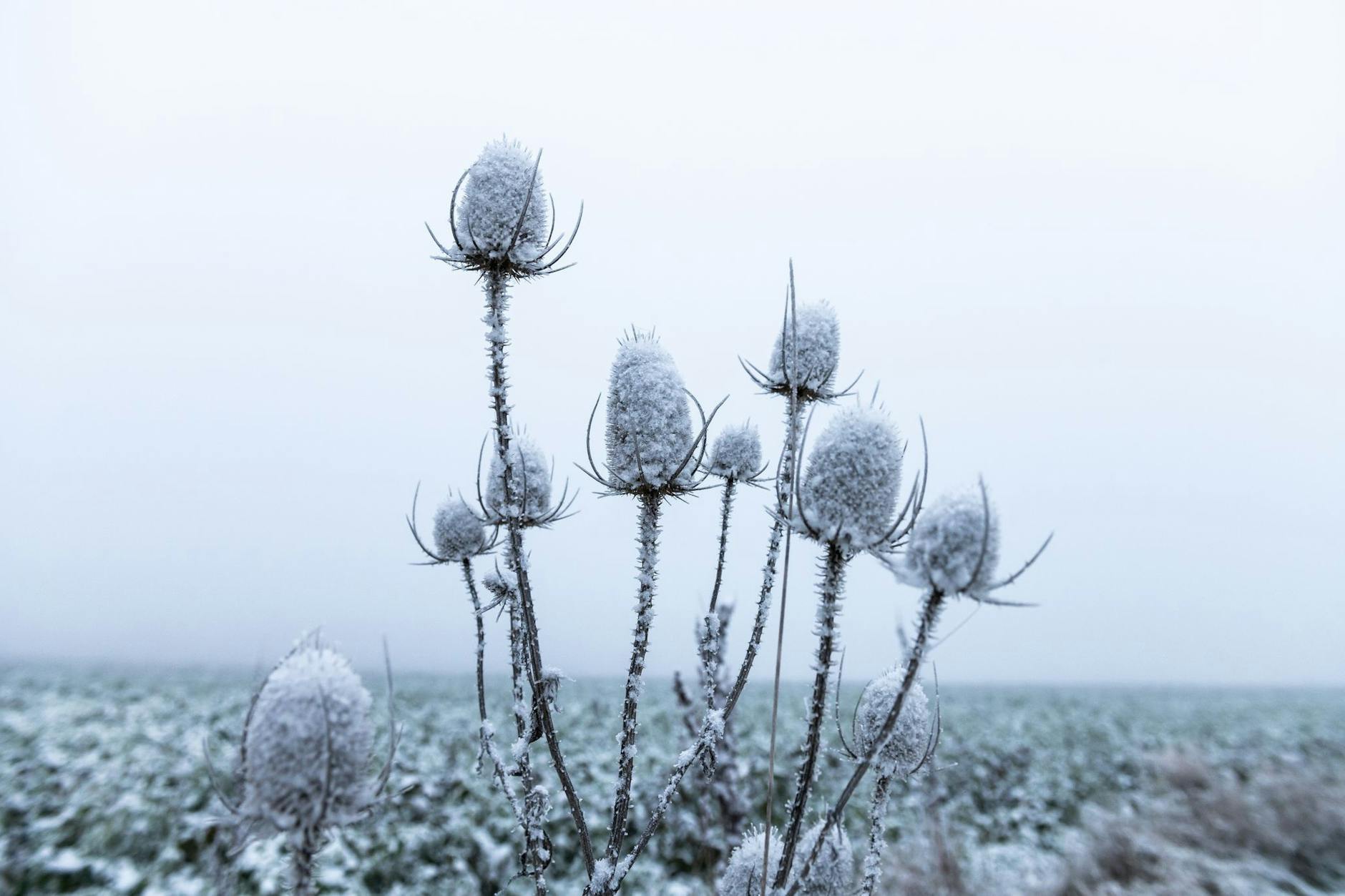 Eisekalt werden die kommenden Tage, in Sibirien wurden laut Wetter-Experte schon minus 60 Grad gemessen.