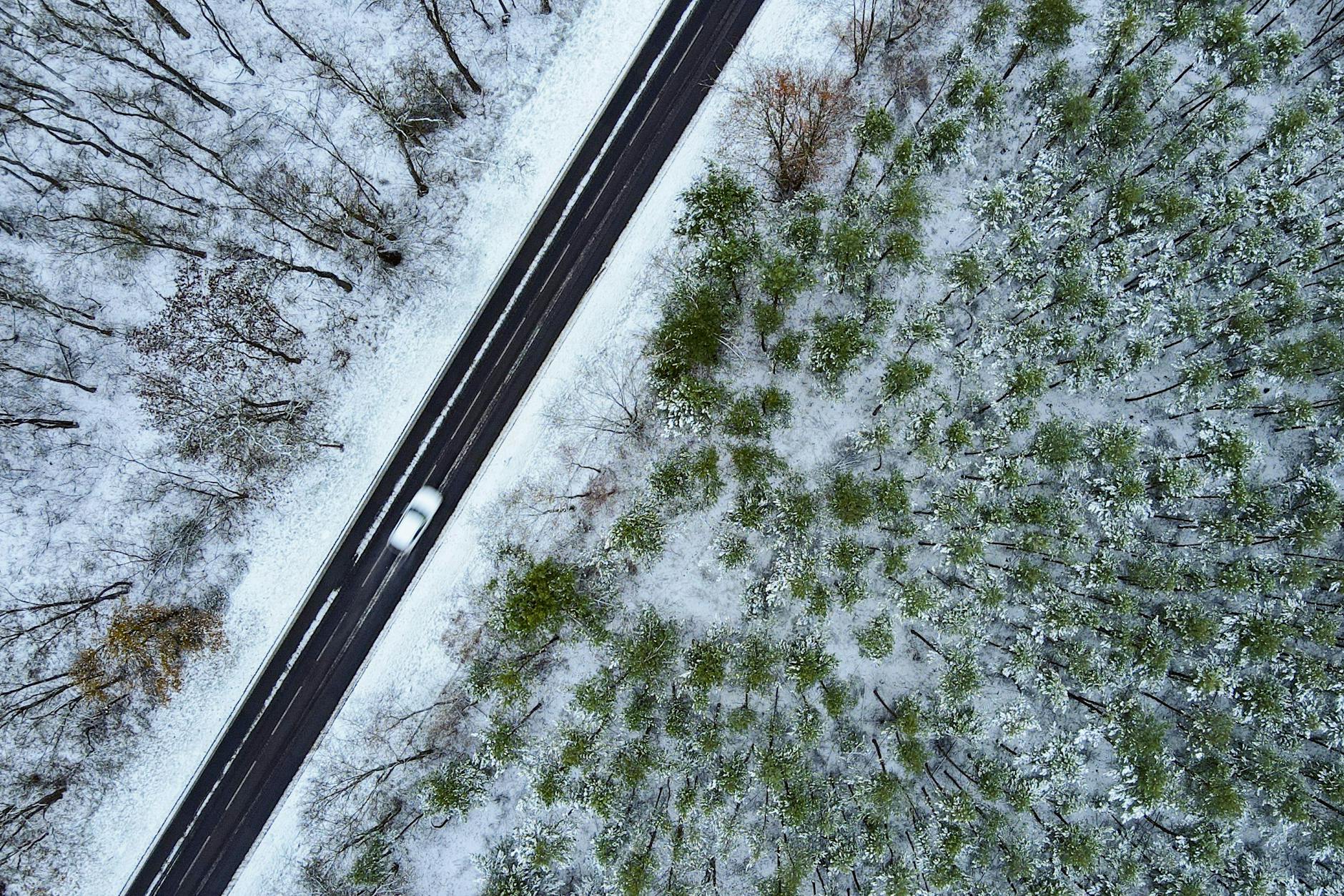 Dramatische Folgen: Dass die Laubbäume links der Straße ohne Laub sind, ist im Winter normal. Aber die Nadelbäume auf der rechten Seite waren vor der langen Dürreperiode deutlich grüner.