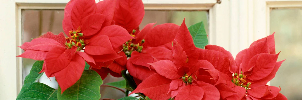 Unterschtzte Gefahr: So giftig sind Weihnachtssterne wirklich