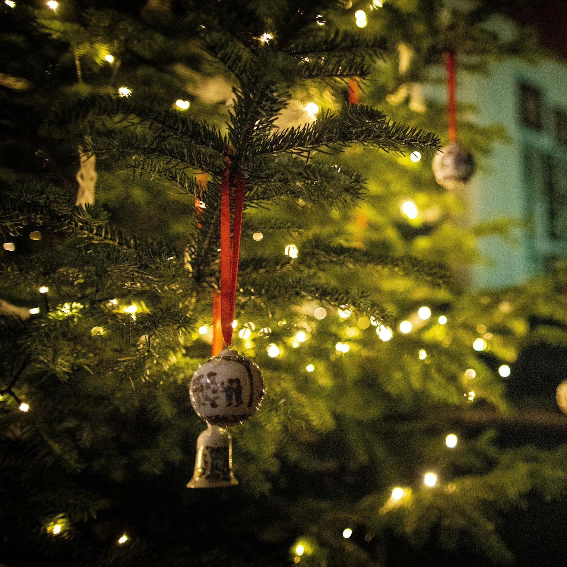 Neue Studie: Weihnachtsbaum bringt bis zu 25.000 Insekten in die Wohnung – was Sie dagegen tun können