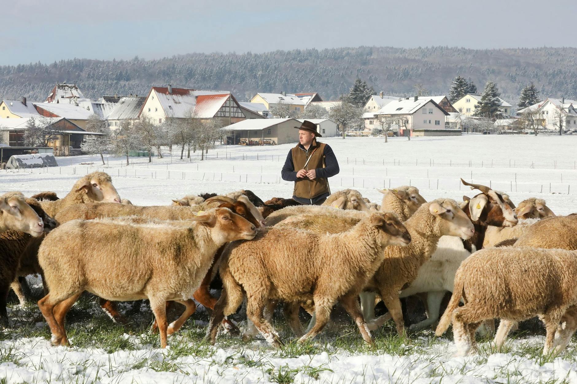 Ein Schäfer ist mit einer Schaf-und Ziegenherde auf mit Schnee bedeckten Wiesen unterwegs