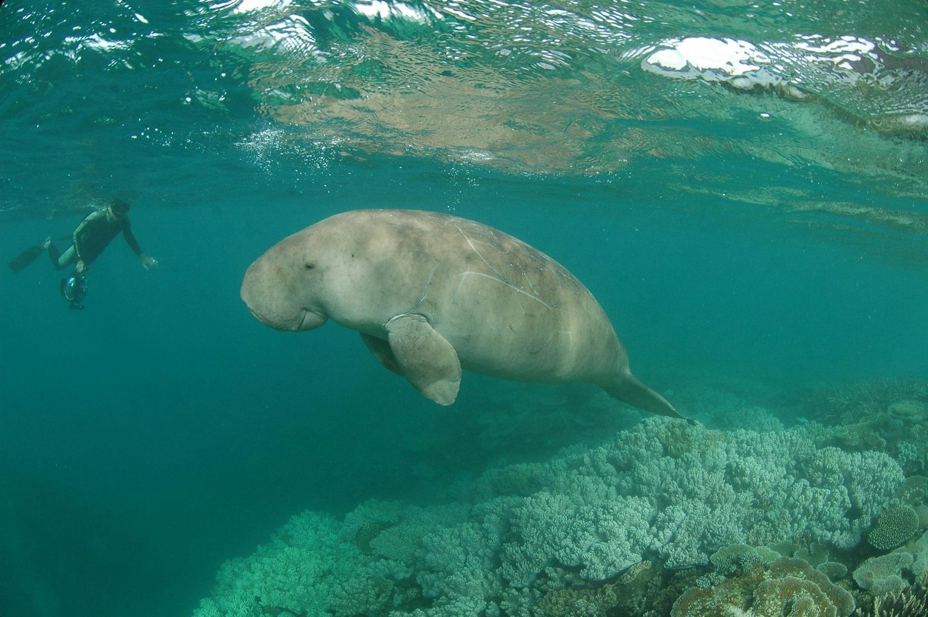 ARCHIV - Ein Dugong schwimmt in den Lagunen vor Neukaledonien.