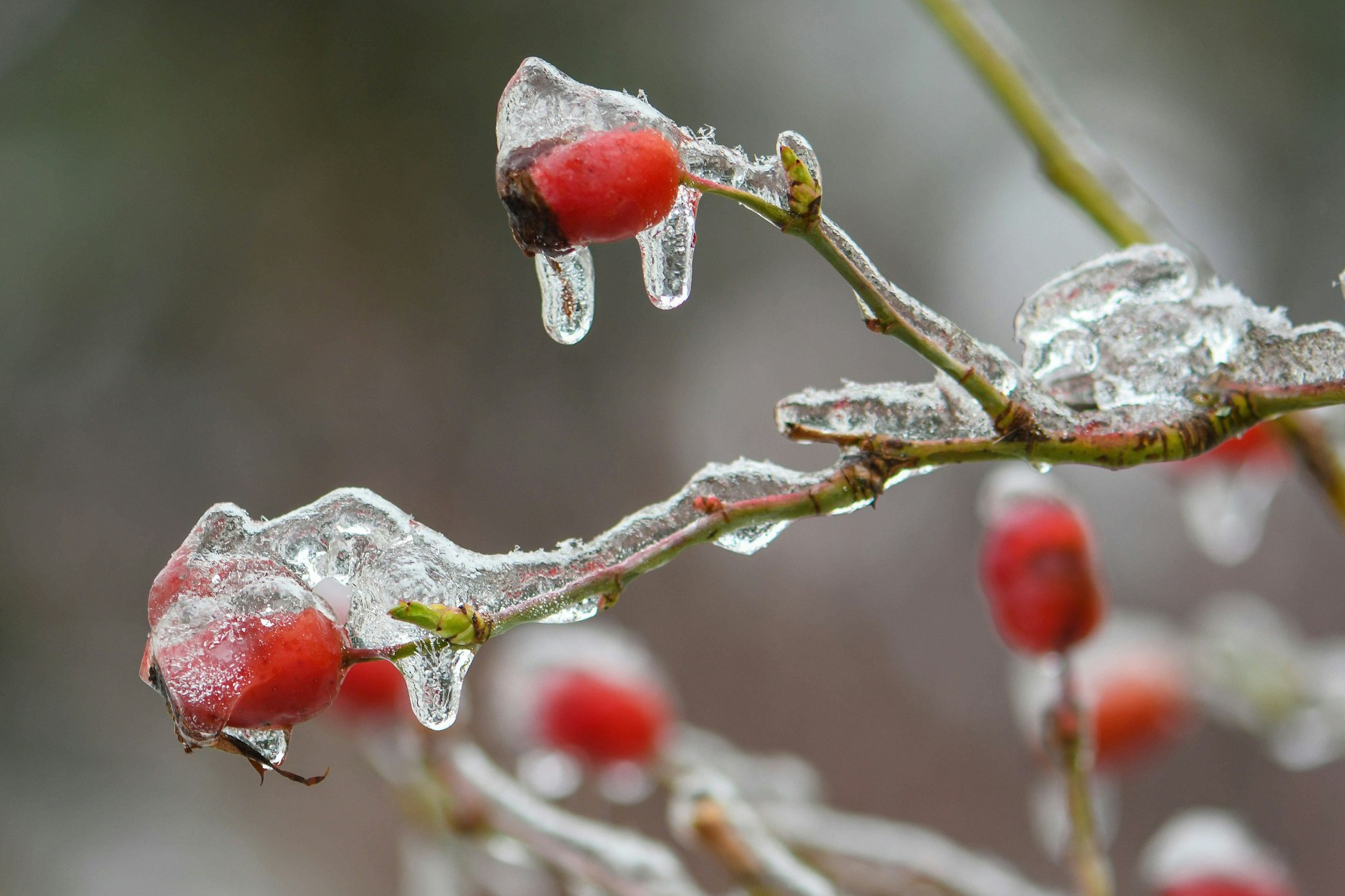 Wie leuchtend rote Lichter-Kugeln: Hagebutten bringen Farbe in den winterlichen Garten.