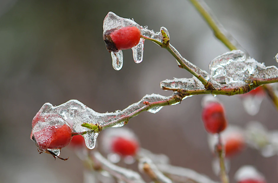 Wie leuchtend rote Lichter-Kugeln: Hagebutten bringen Farbe in den winterlichen Garten.