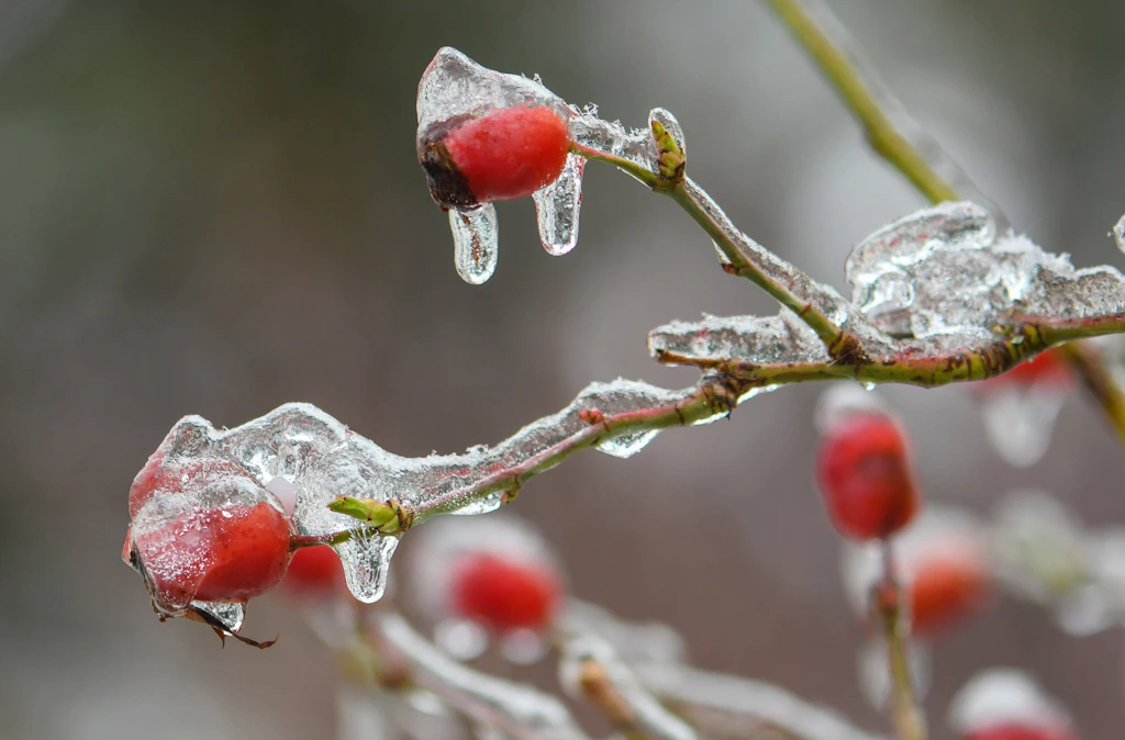 Wird der Weihnachtsstress zu viel? Unsere Garten-Kolumnistin hätte da einen Tipp