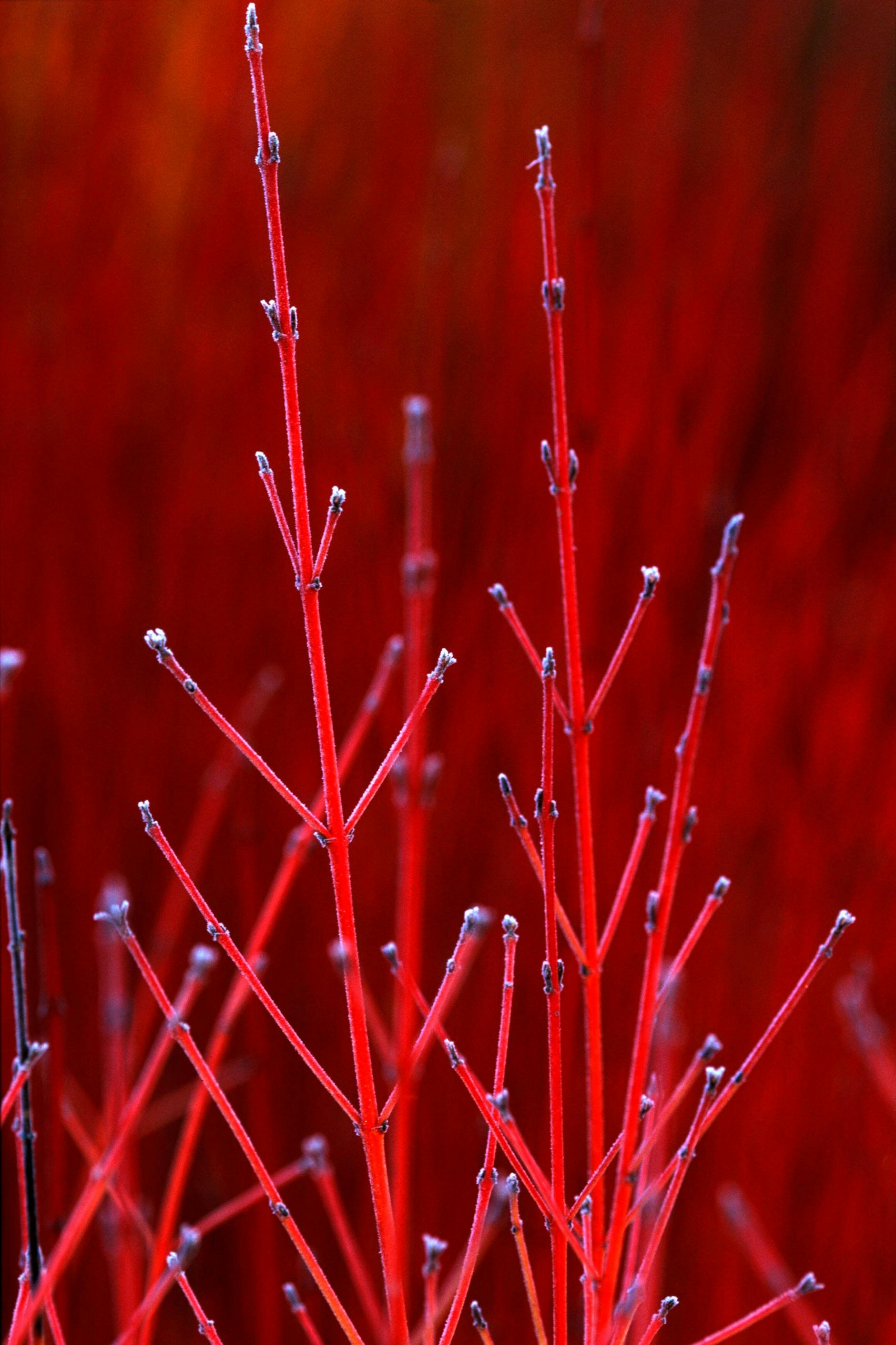 Er leuchtet förmlich: Der Hartriegel hebt die Stimmung.