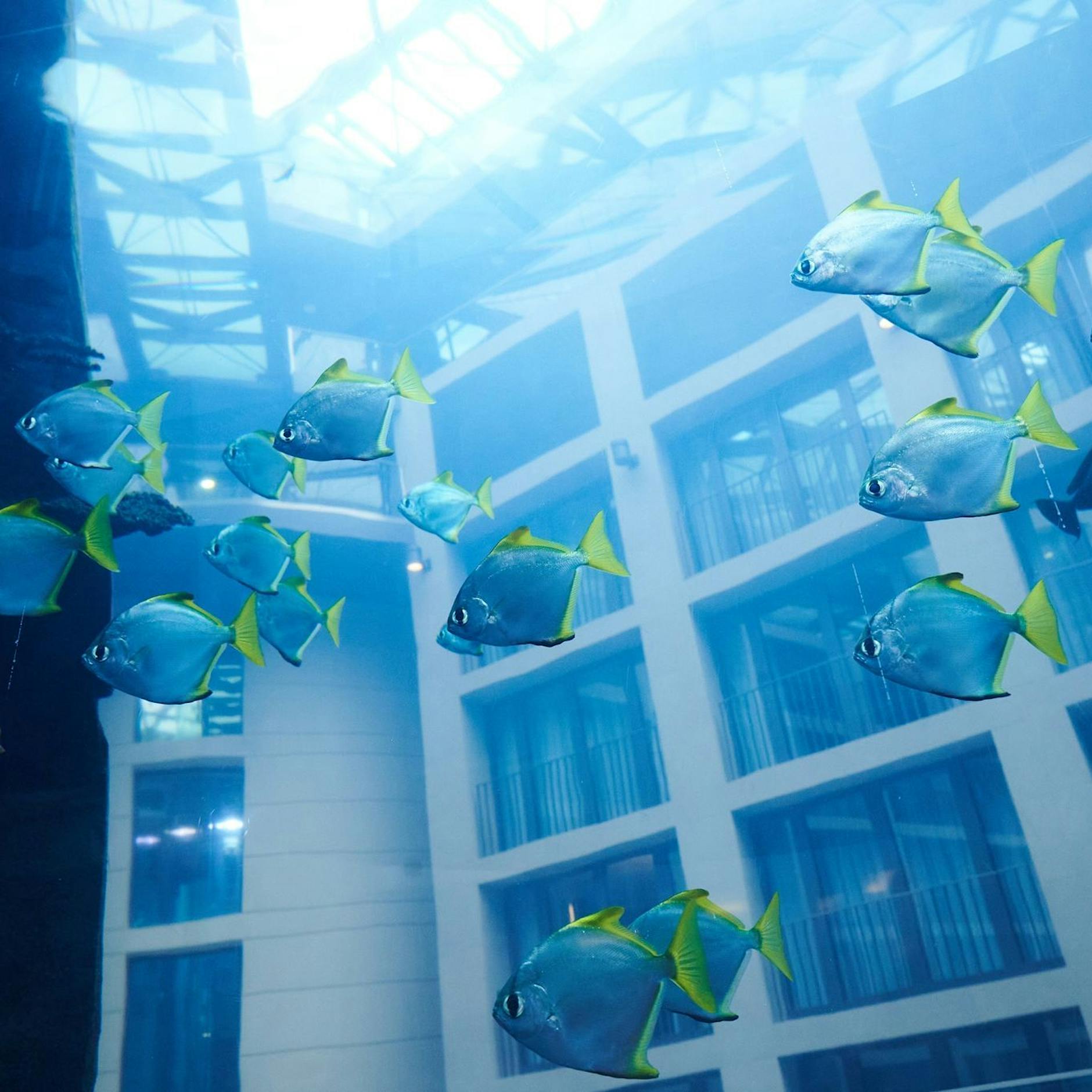 PETA fordert Mahnmal für verendete AquaDom-Fische und will Betreiber verklagen