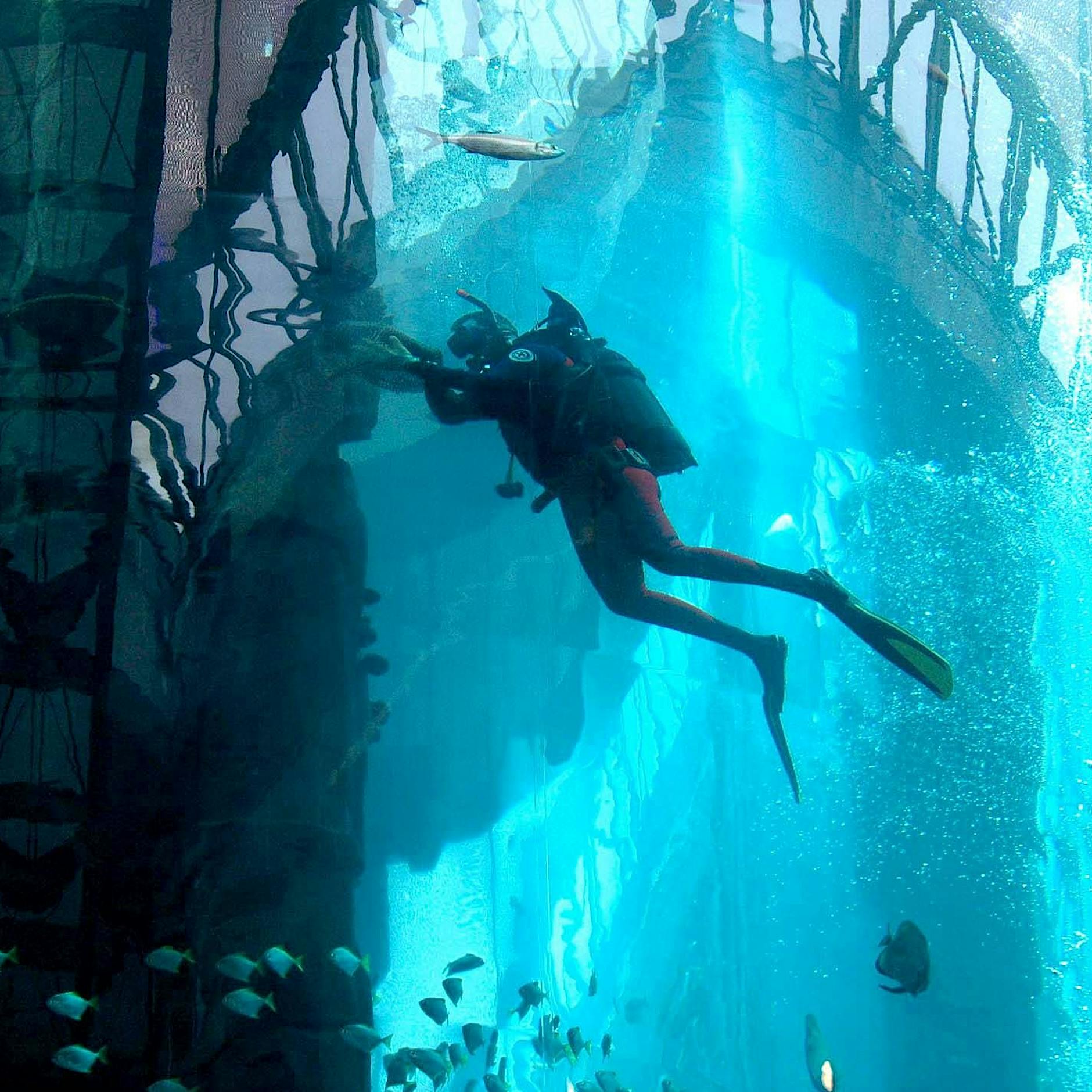 Taucher im Aquadom: „Die Leute fanden es toll, dass wir da drin waren“