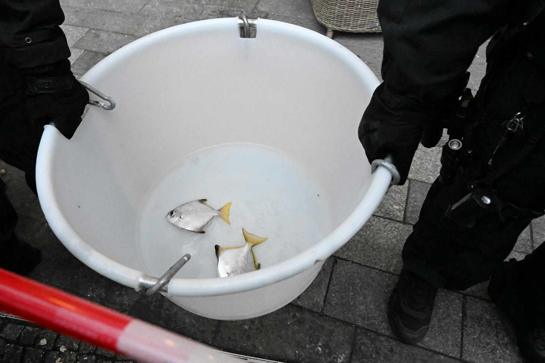 Nach dem Platzen des Großaquariums hat die Berliner Feuerwehr einige Fische retten können. 